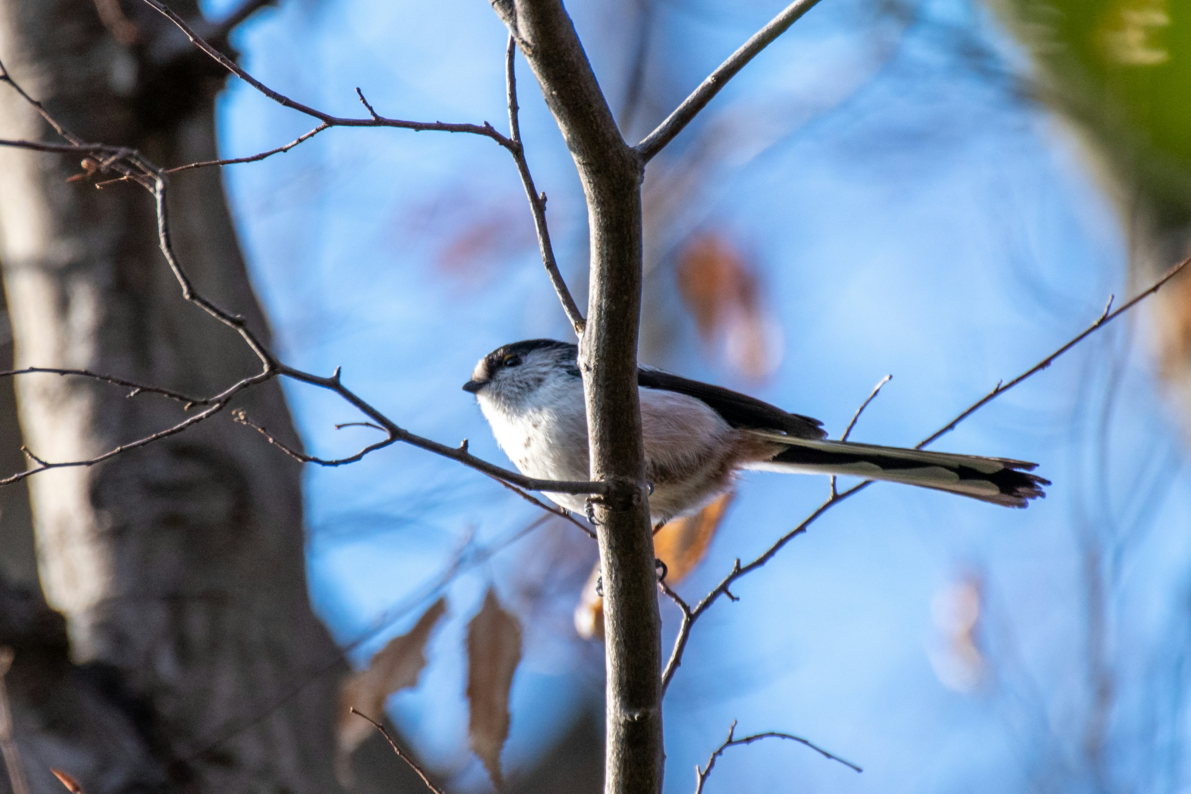 Un petit oiseau perché sur une branche d'arbre avec un arrière-plan de ciel bleu