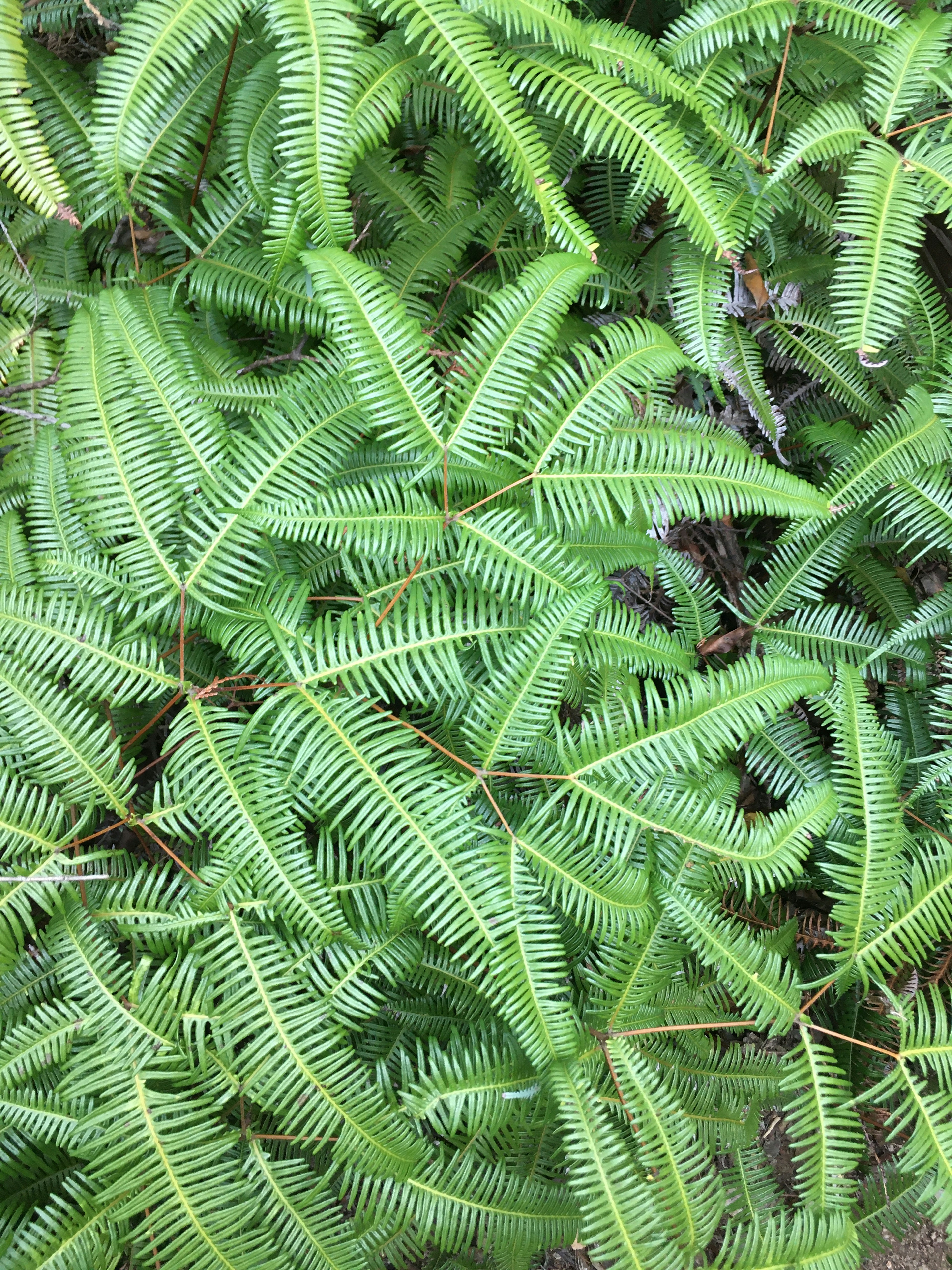 緑色の葉が密集した植物のクローズアップ