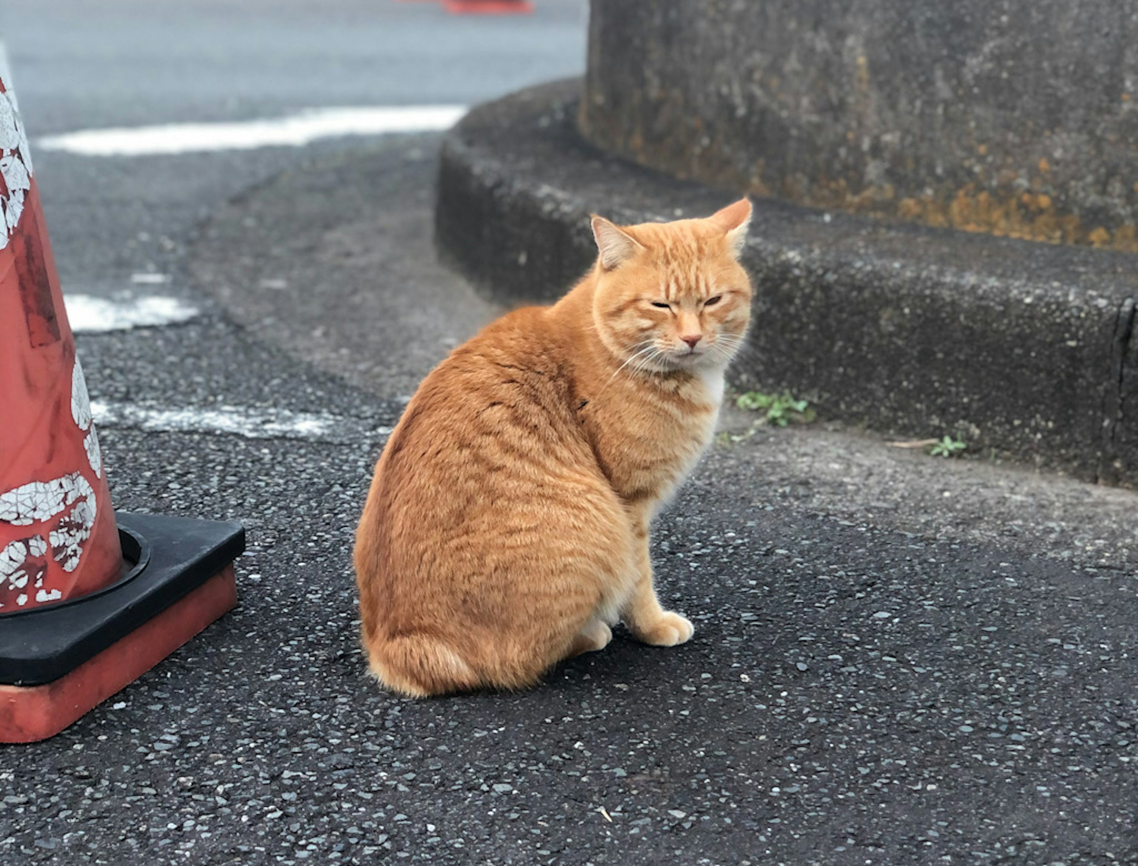 オレンジ色の猫が道路の脇に座っている