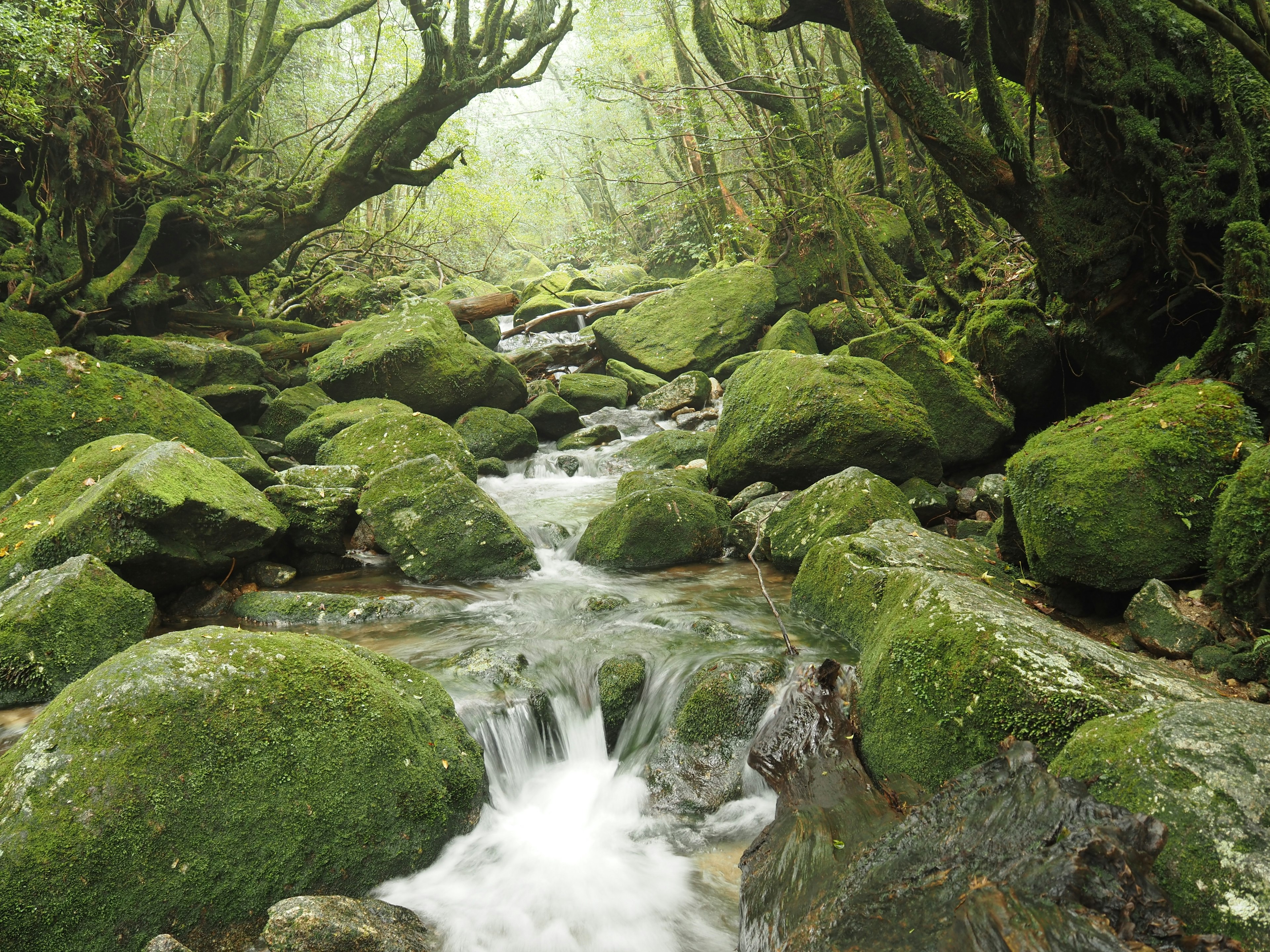 緑に覆われた岩と流れる小川がある森の風景