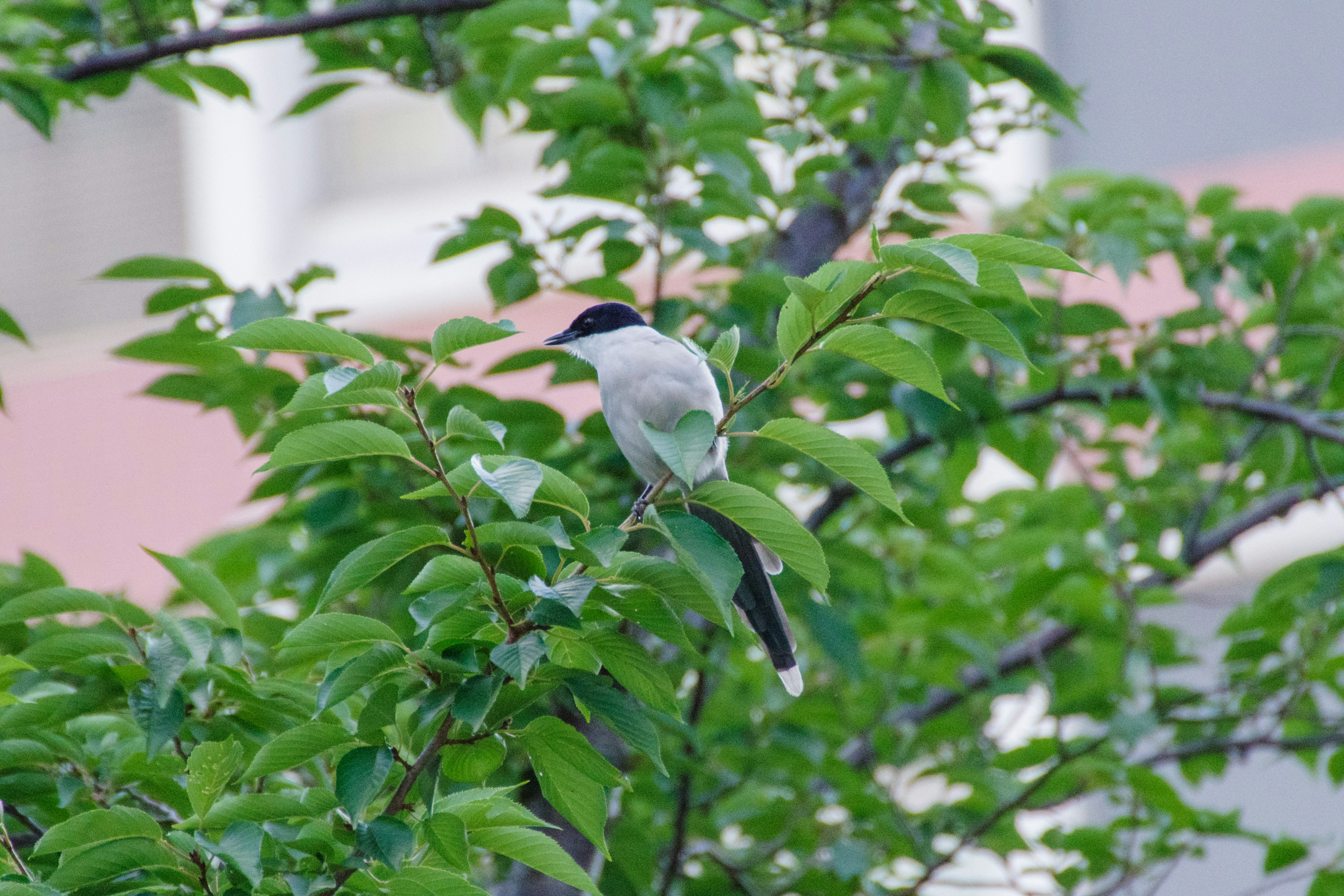 Bild eines weißen Vogels, der auf grünen Blättern sitzt