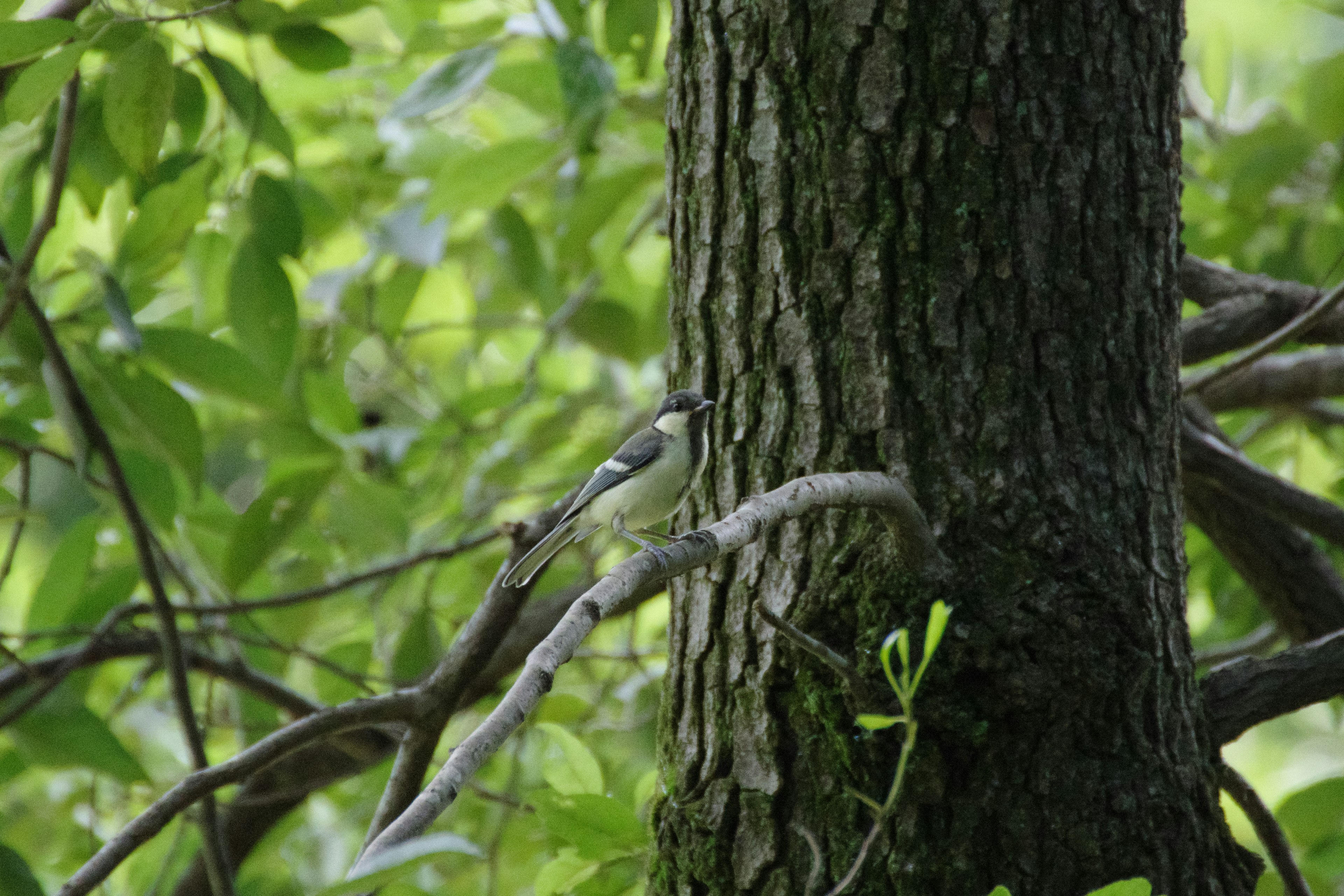 Un petit oiseau perché sur un tronc d'arbre entouré de feuilles vertes