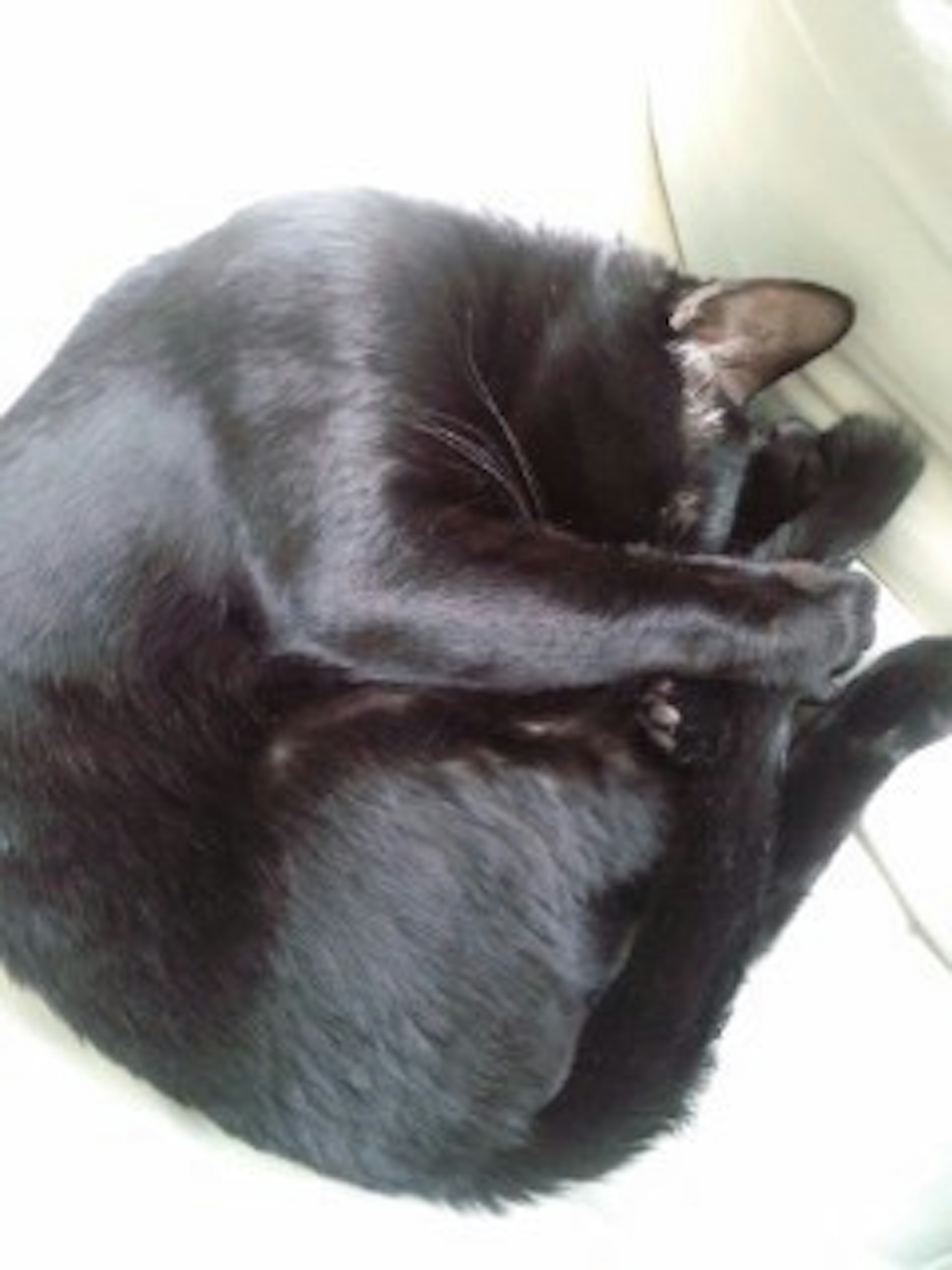 Seekor kucing hitam melingkar tidur