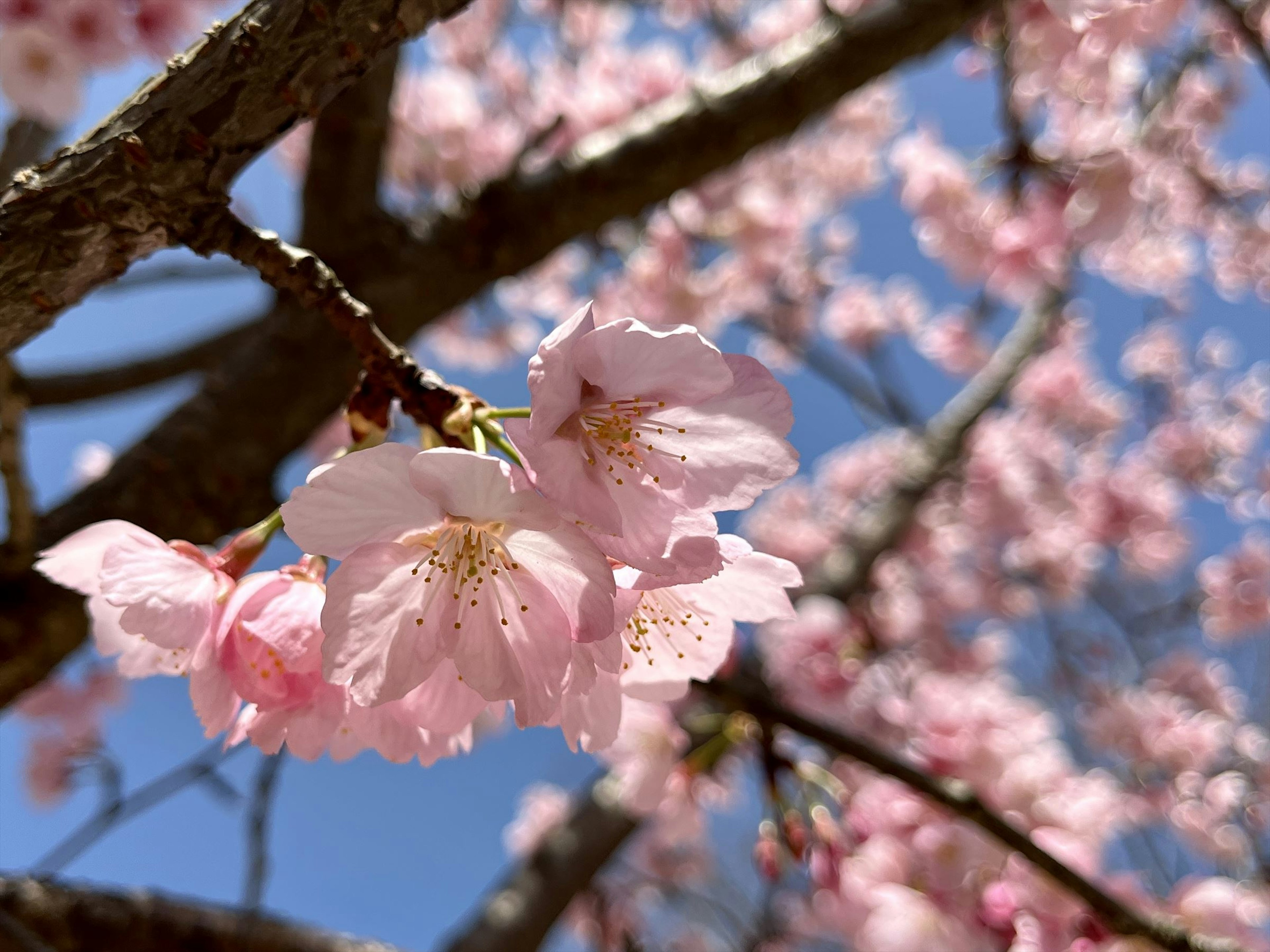 Kedekatan bunga sakura di cabang pohon dengan latar belakang langit biru