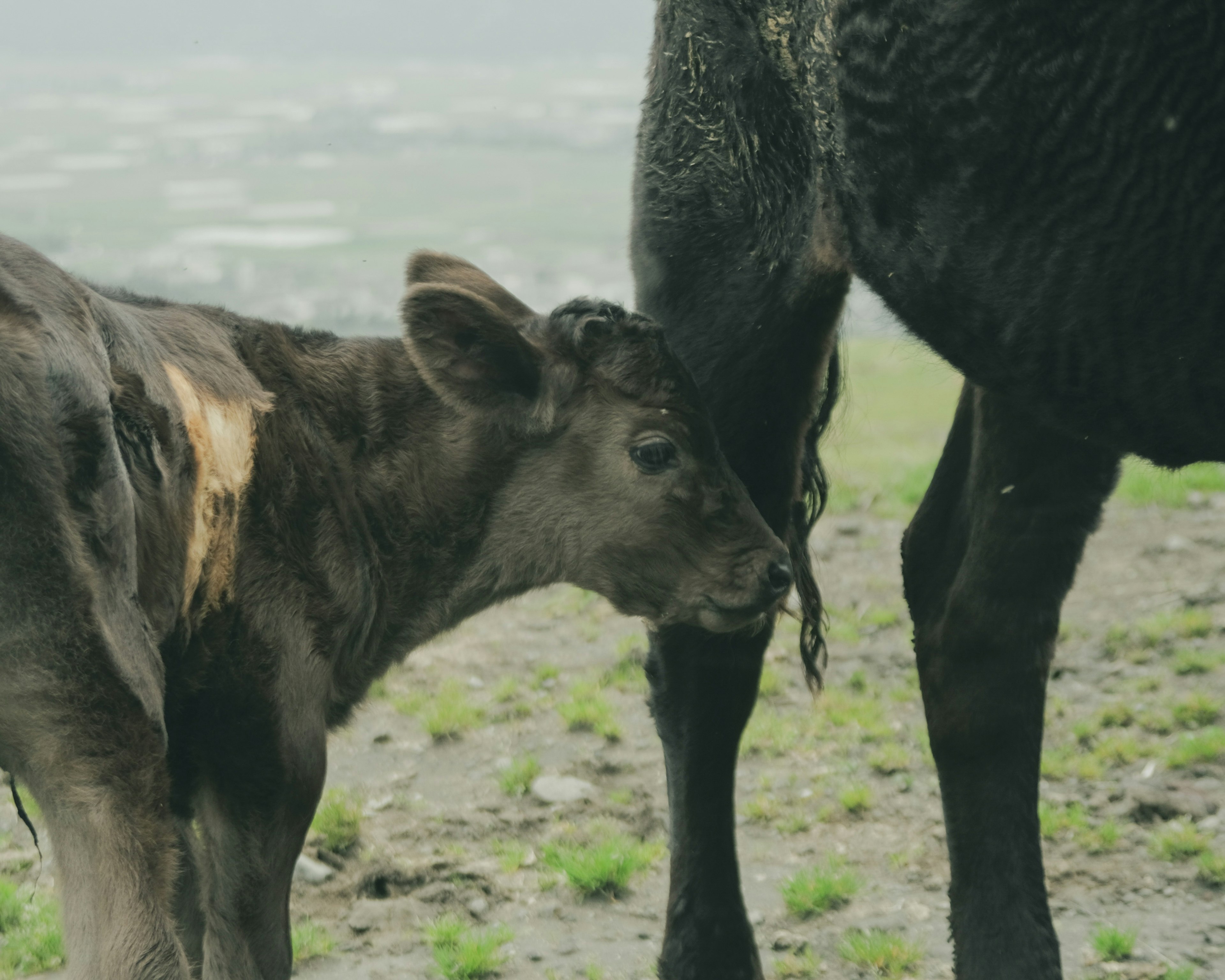 Seekor anak sapi yang bersandar pada kaki sapi dewasa