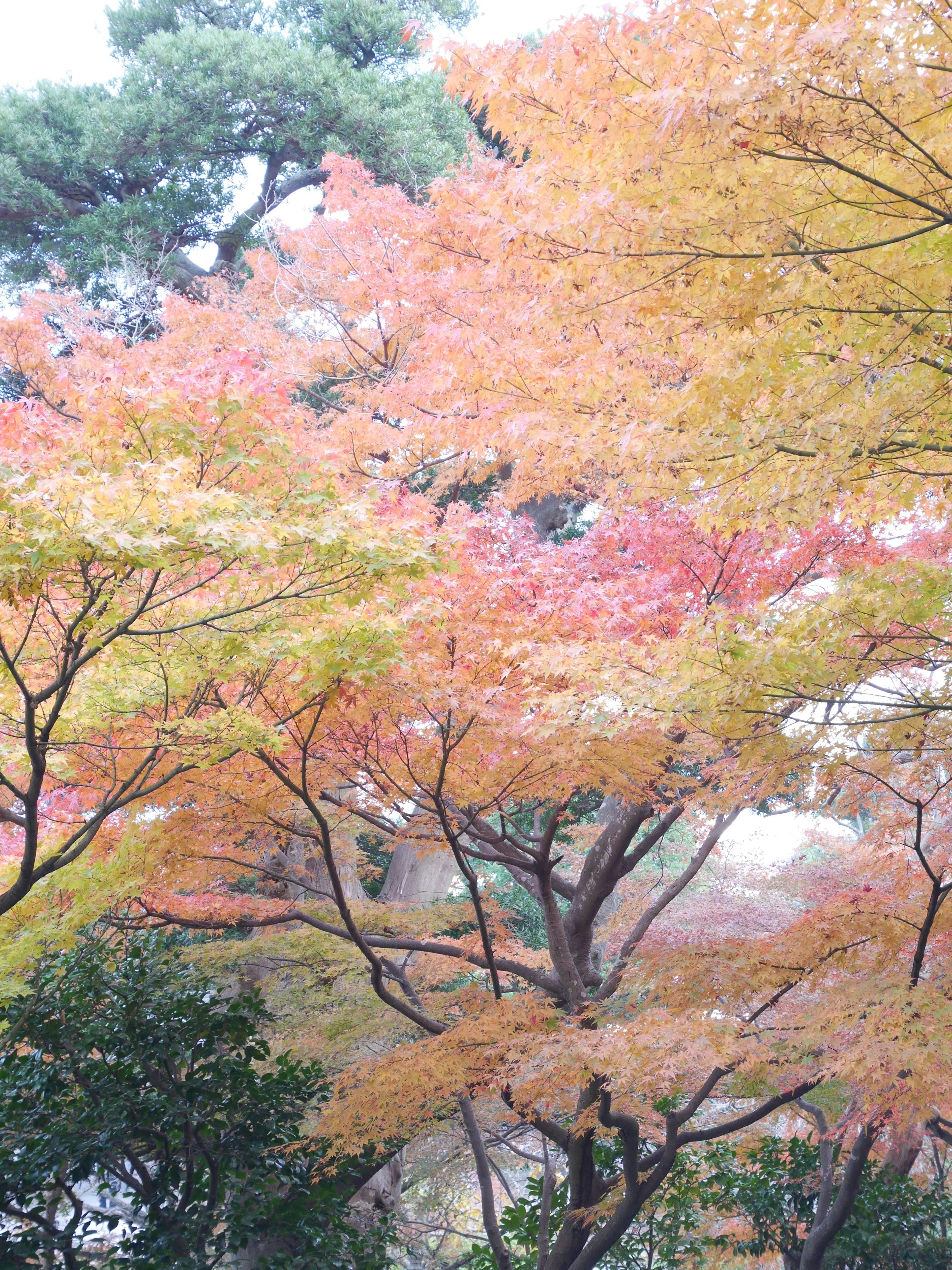 秋の紅葉が美しい木々の風景