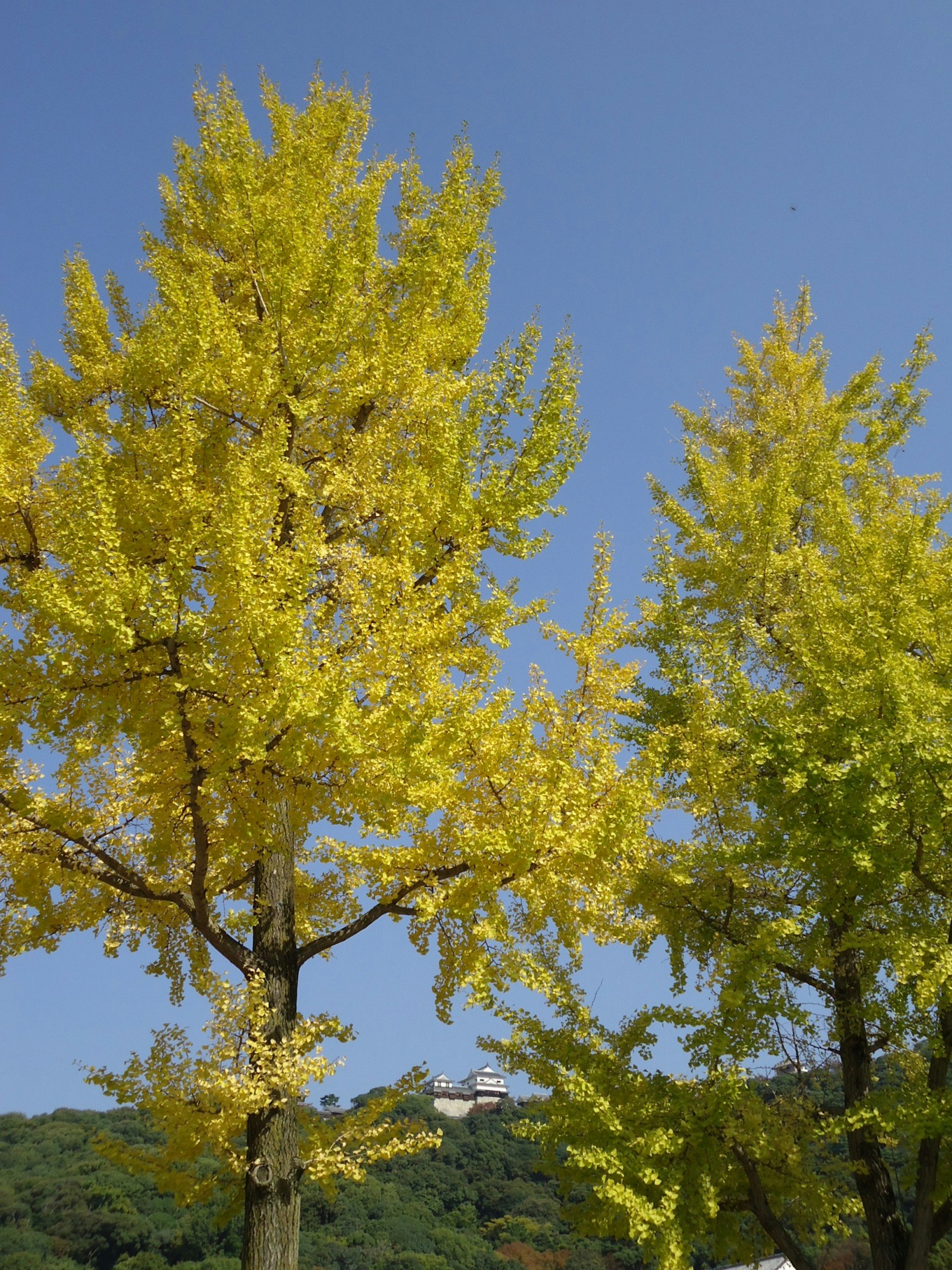 Helle gelbe Ginkgo-Bäume unter einem klaren blauen Himmel