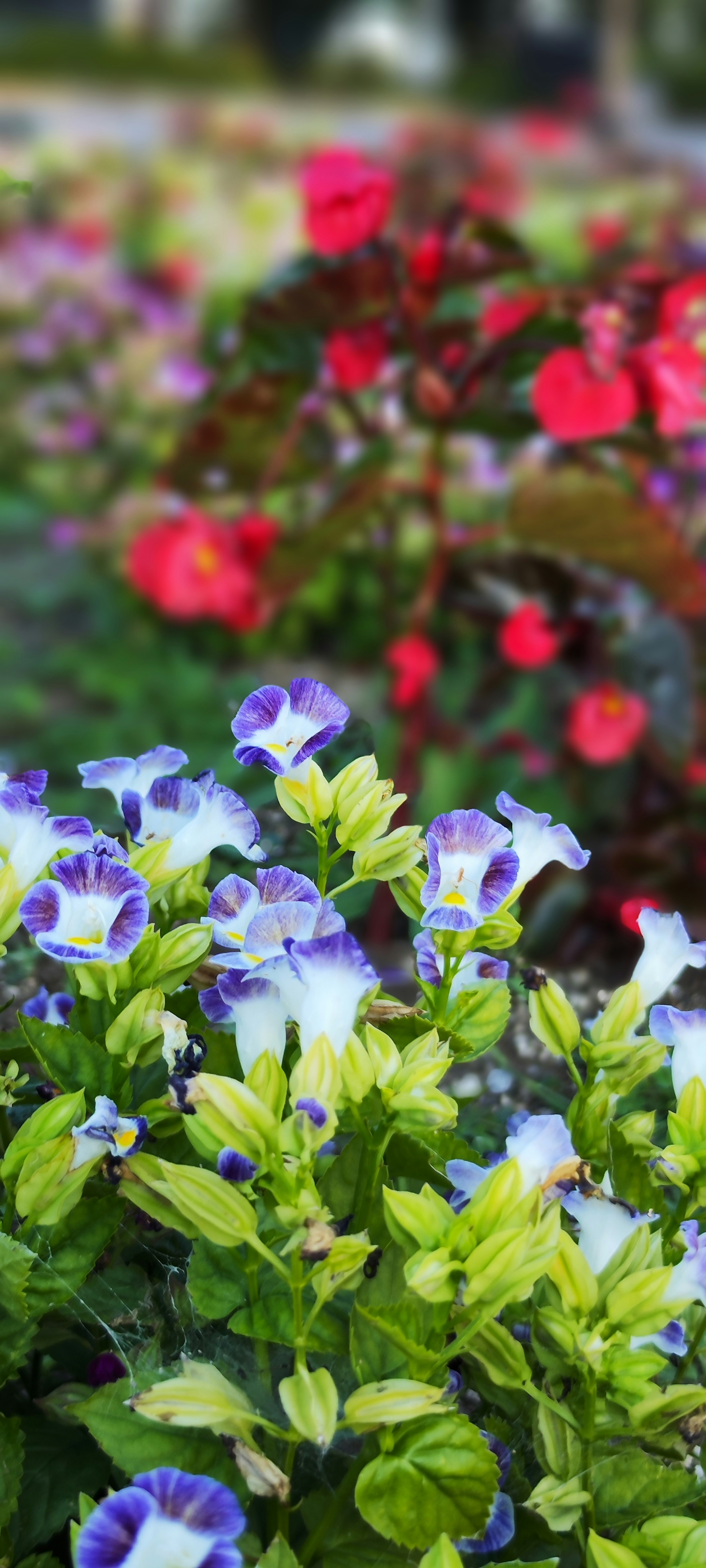 Close-up of colorful flowers in a garden featuring purple and white petunias and red begonias