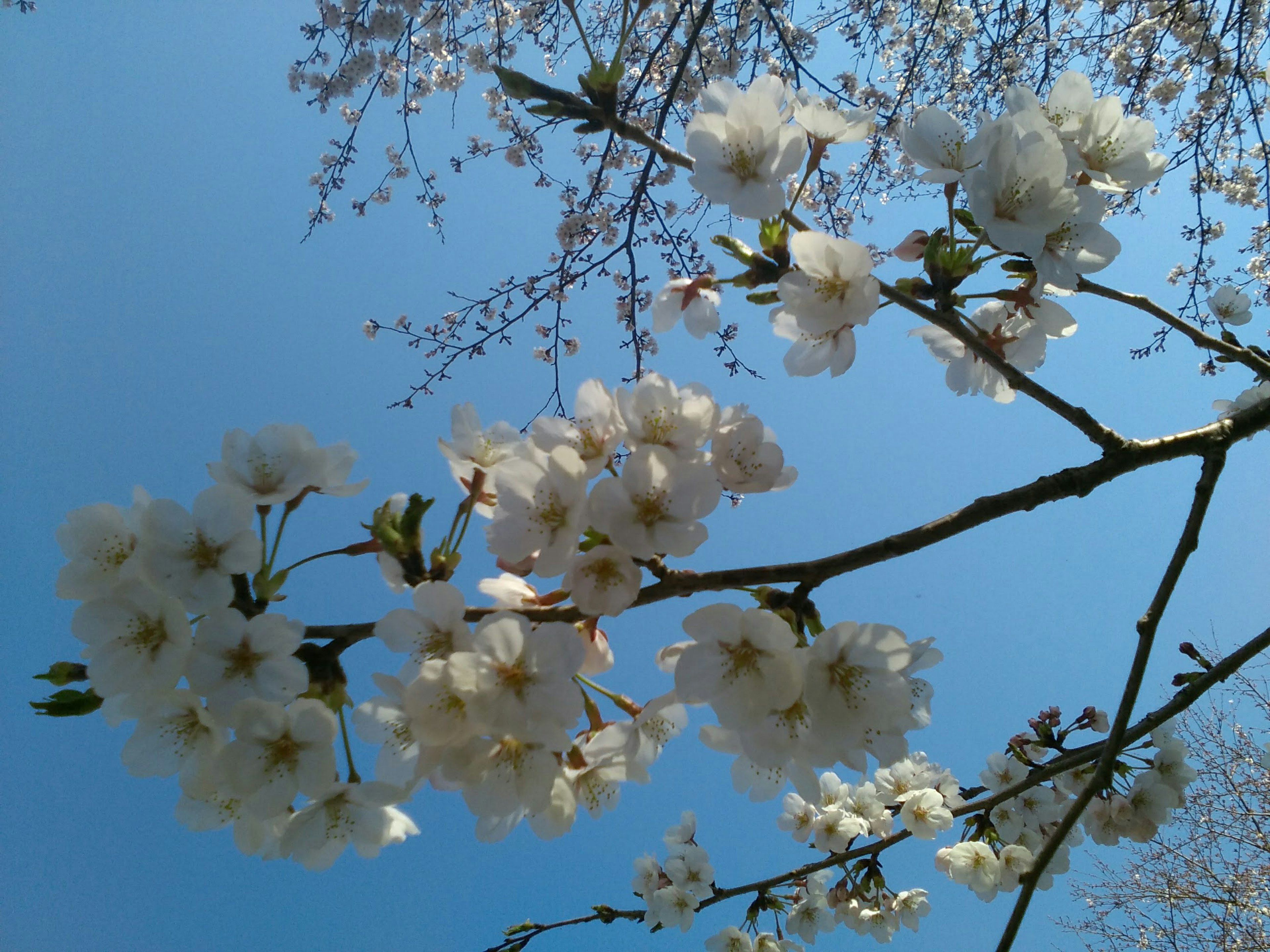 Weiße Kirschblüten vor blauem Himmel mit grünen Blättern