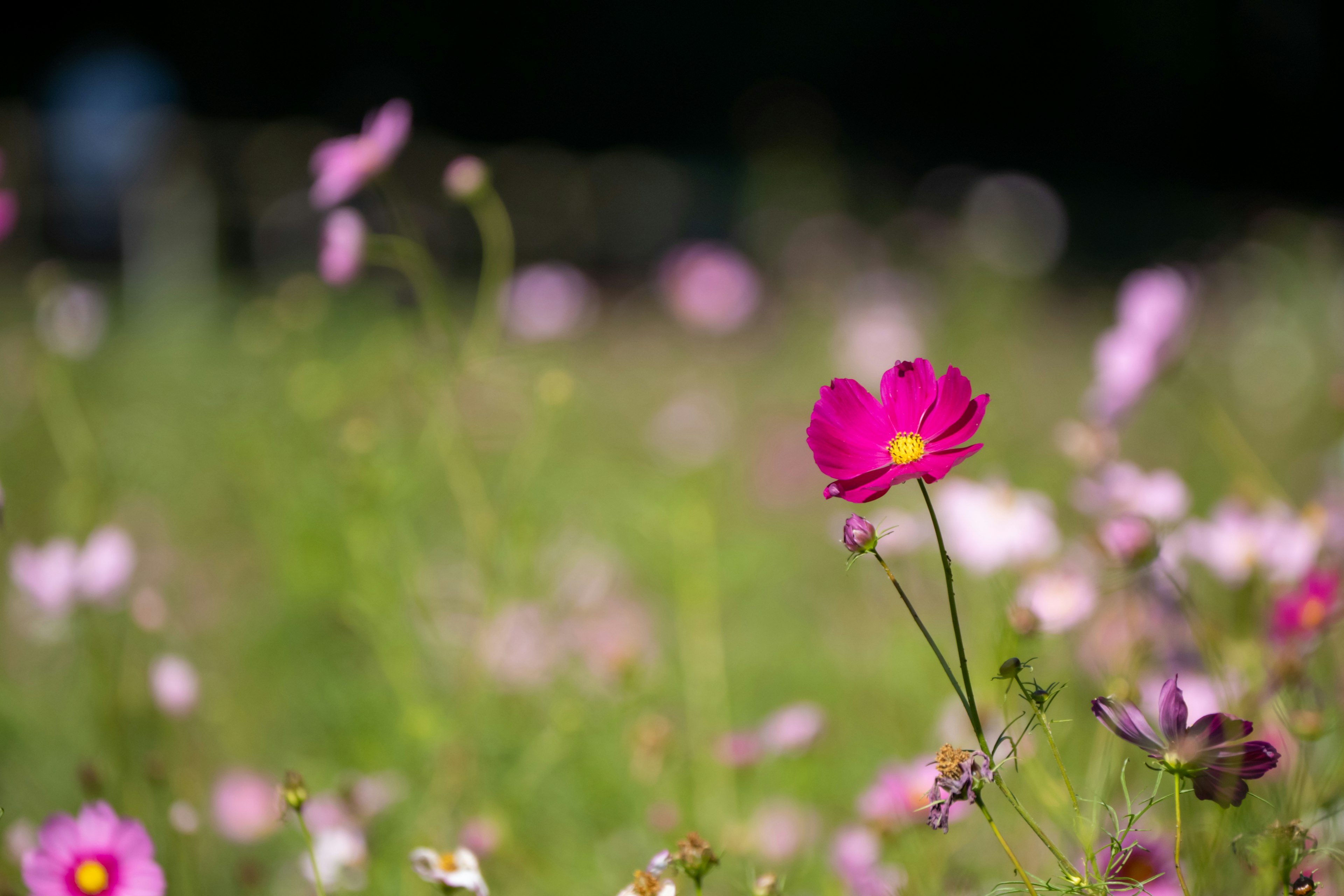 Lebendige rosa Blume in einem Feld mit Wildblumen