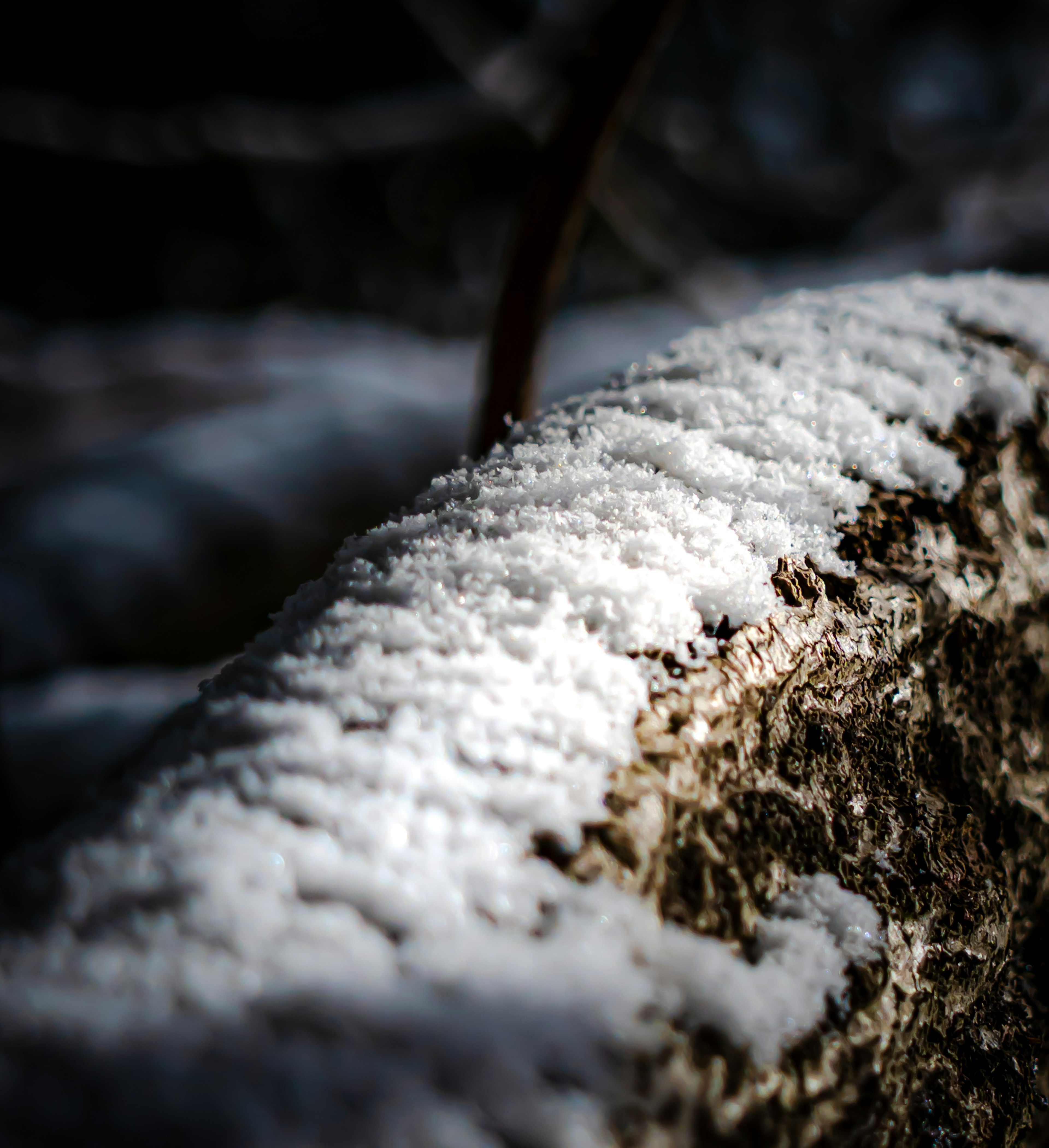 Primo piano della neve che copre una superficie di albero