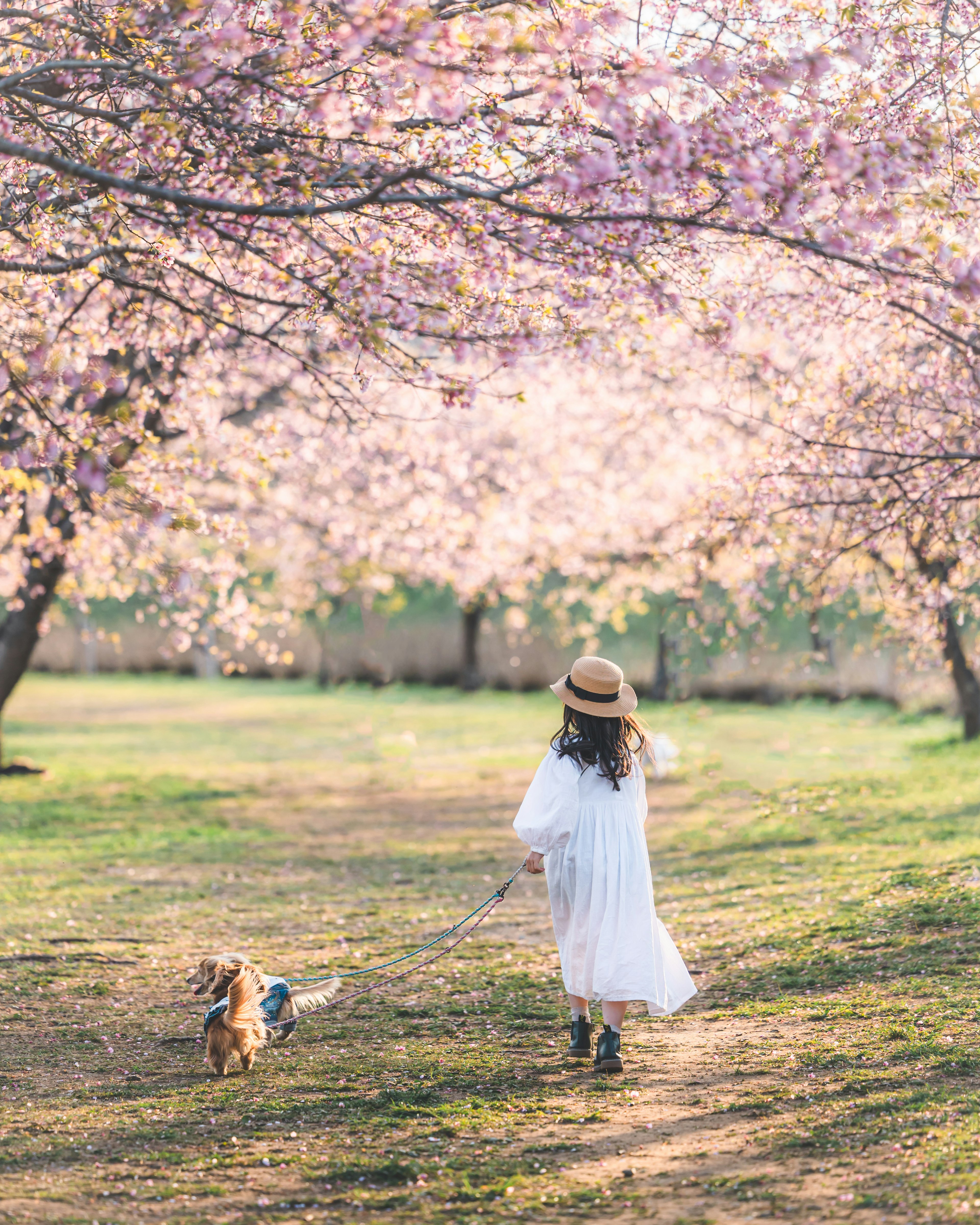 桜の木の下で白いドレスを着た女の子と犬が散歩している