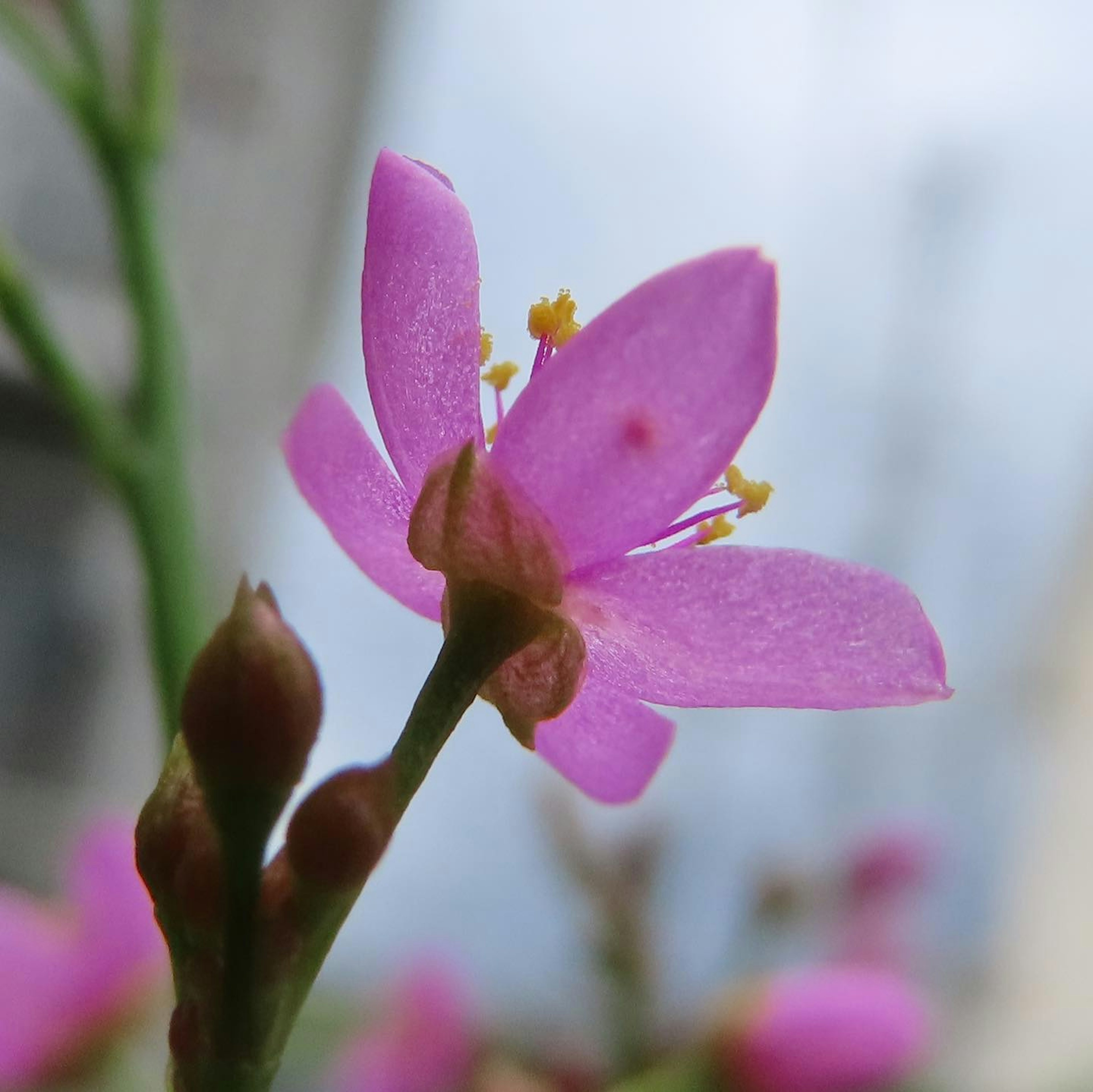 Primo piano di un fiore rosa vibrante con stami gialli