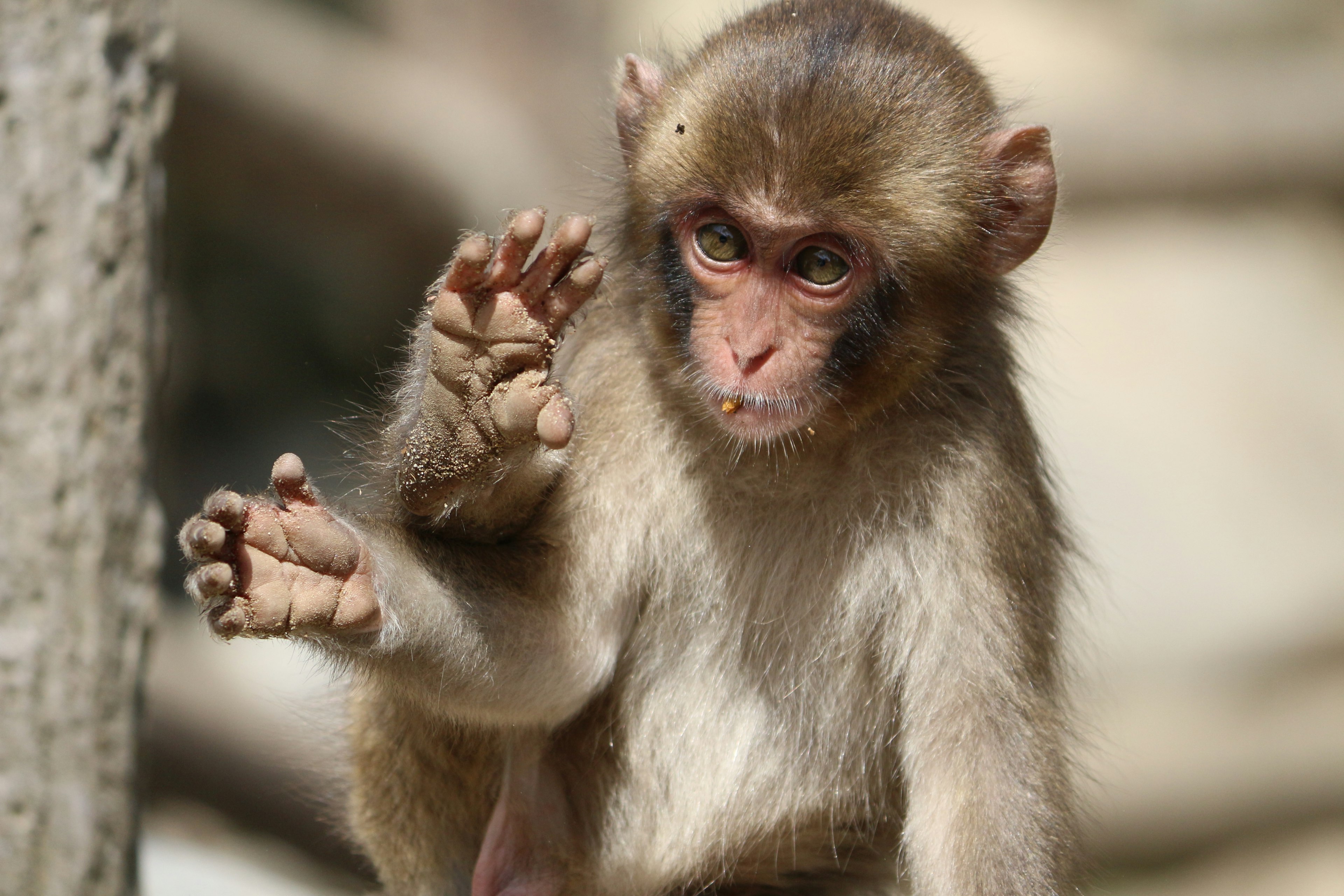 A small monkey waving with its paw