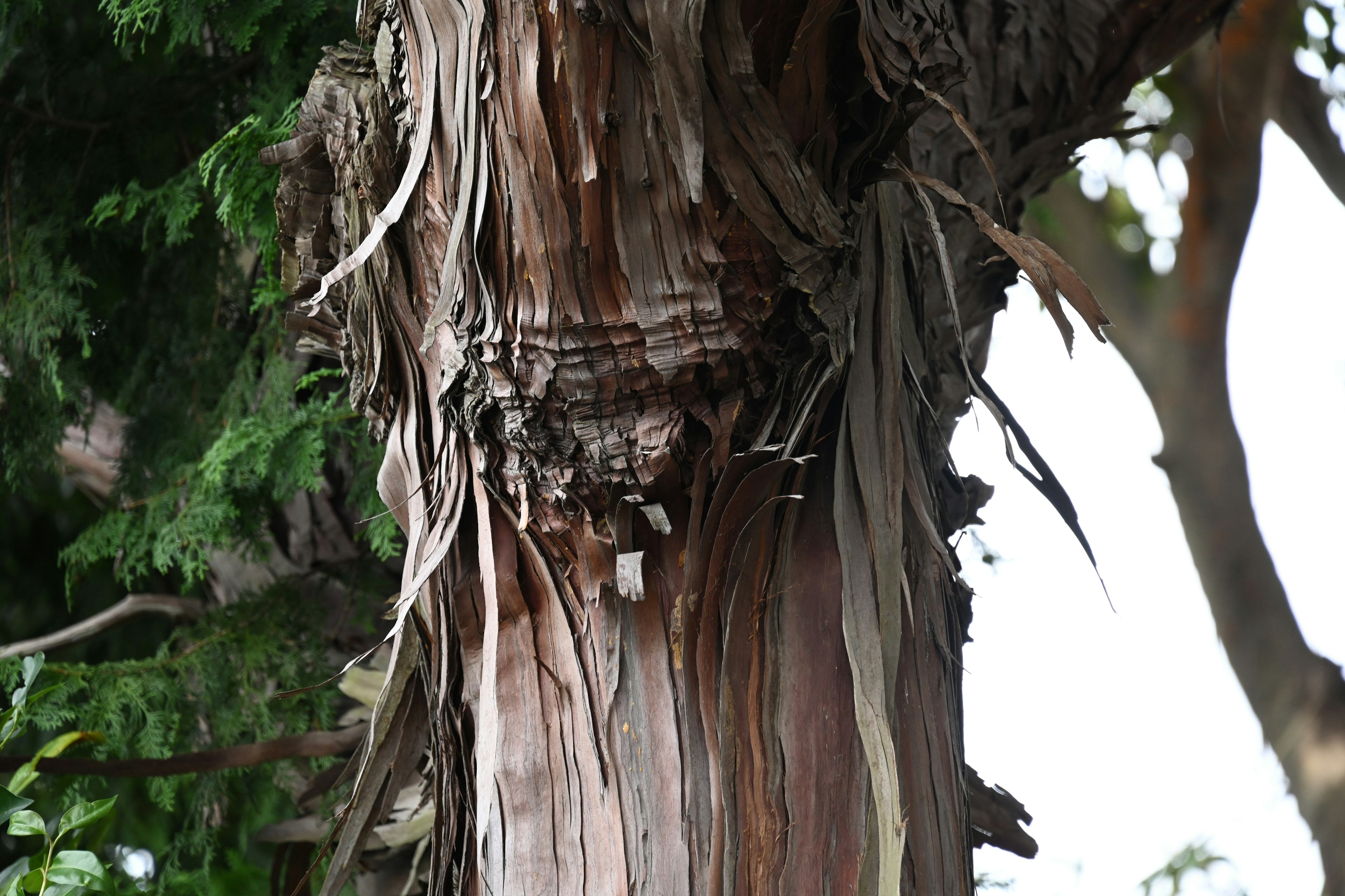 Detailed texture of a tree trunk with peeling bark