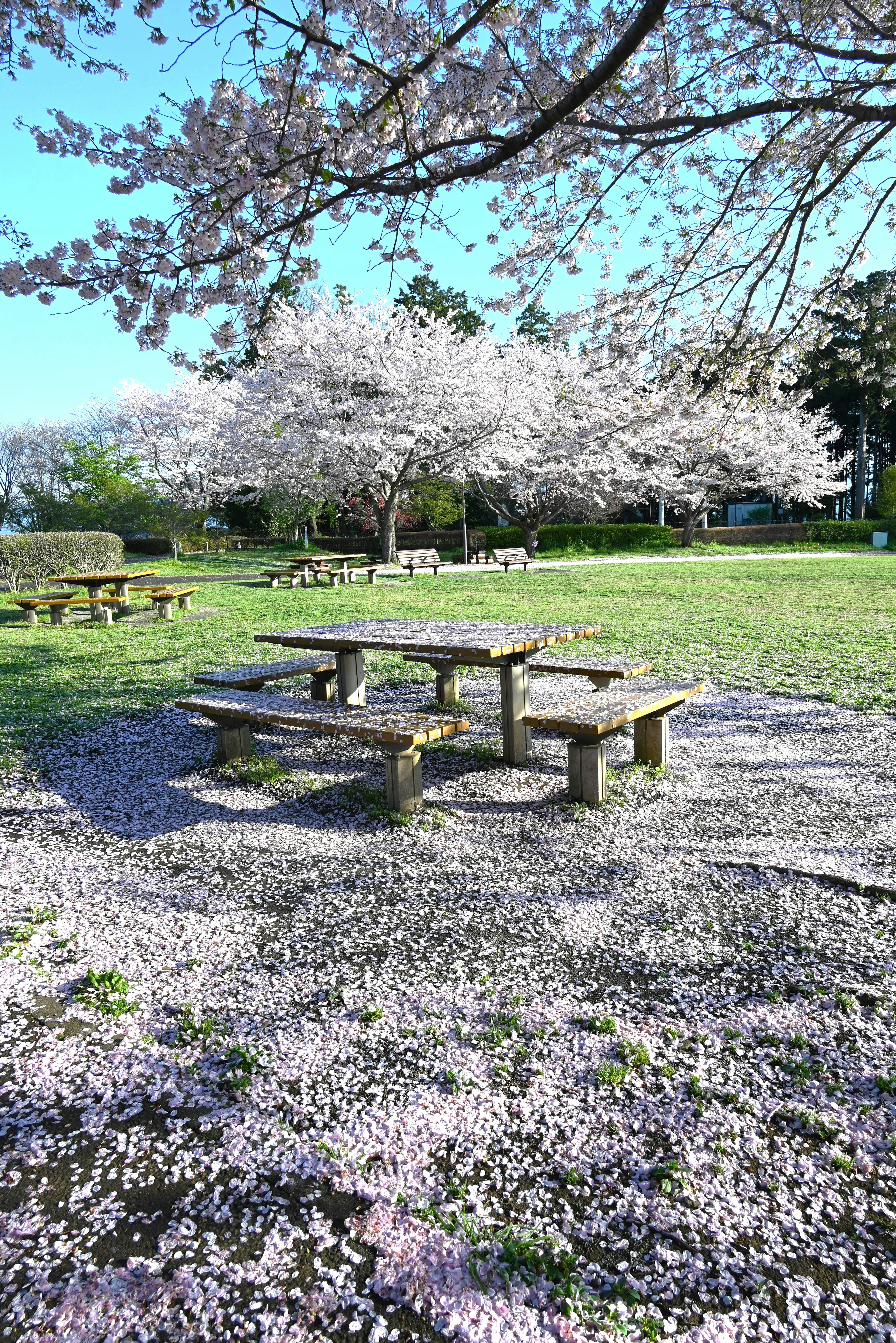 Mesa de picnic bajo cerezos en flor con una alfombra de pétalos