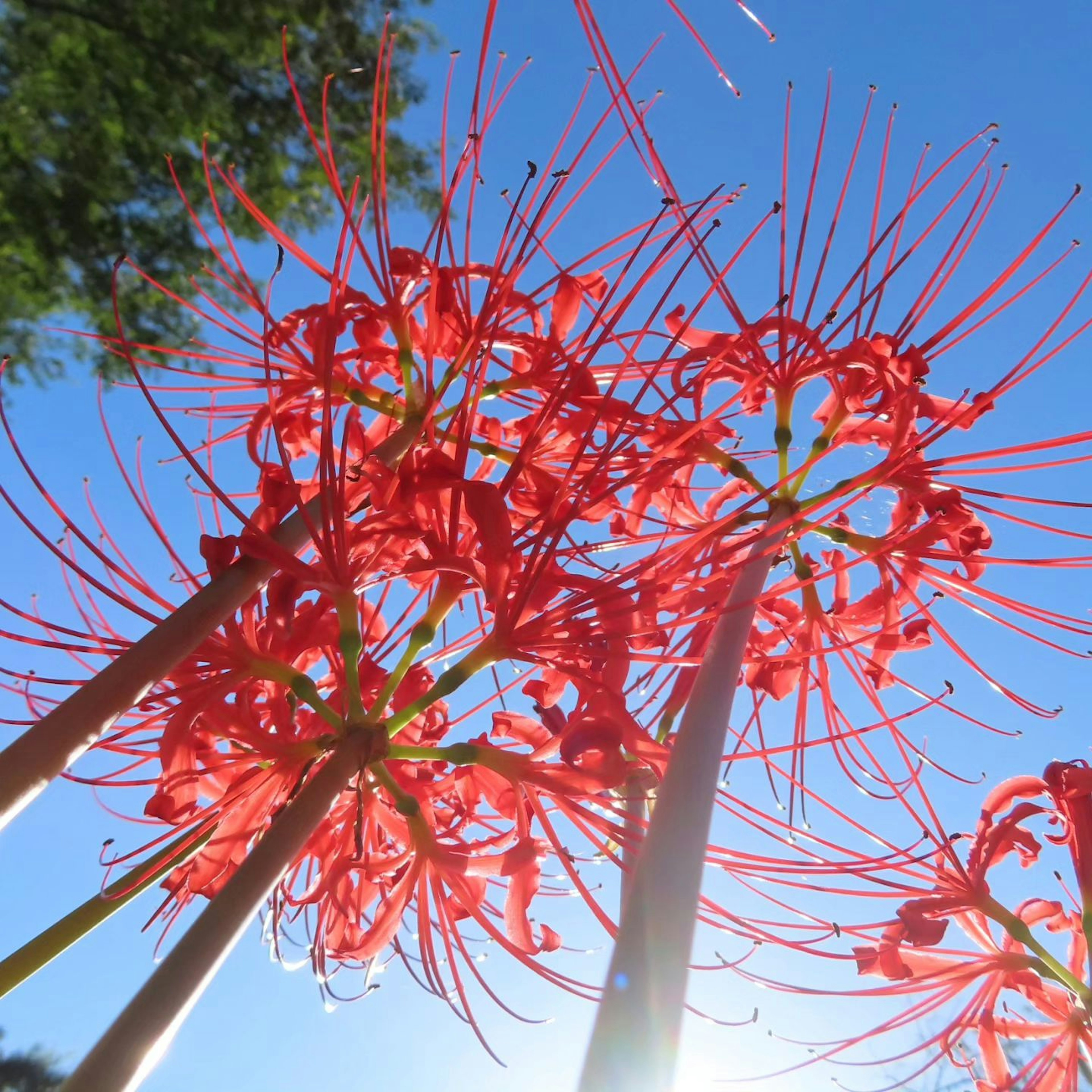 紅花在藍天下面盛開