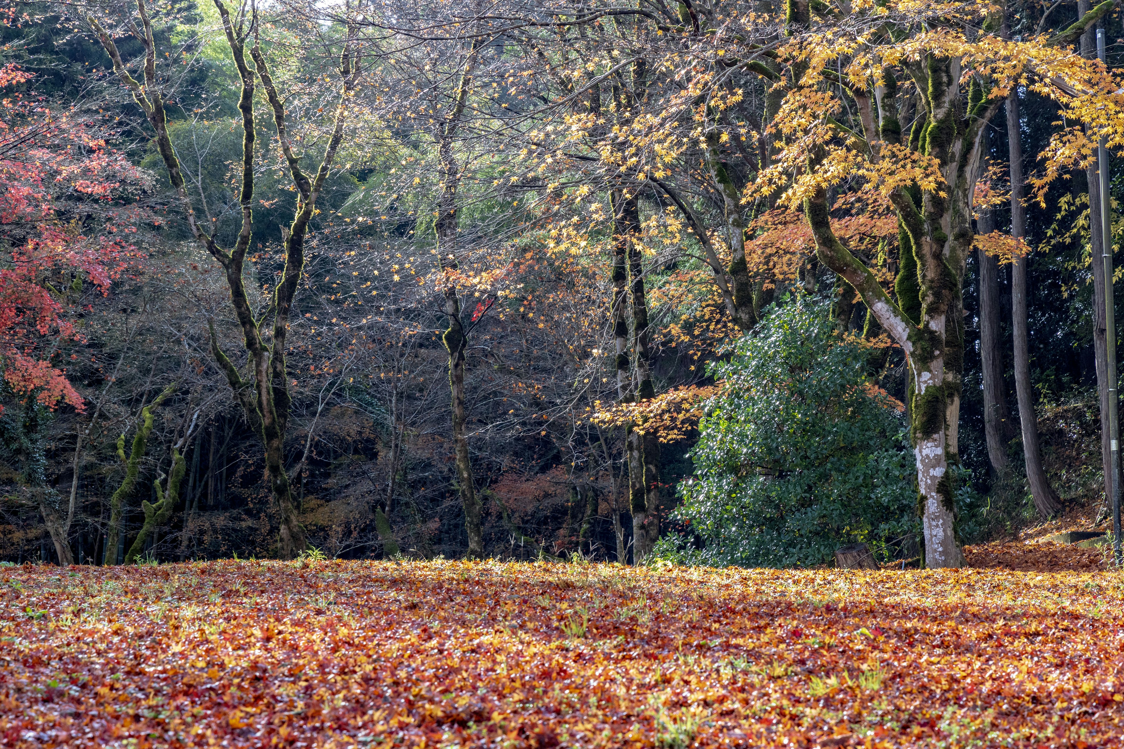 Herbstwald mit buntem Laub und einem Teppich aus gefallenen Blättern