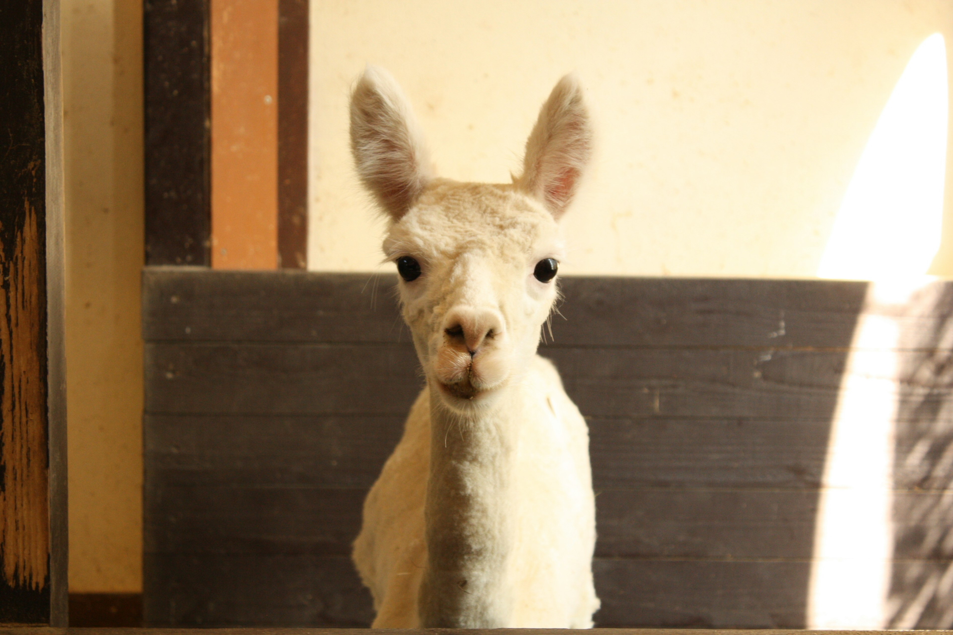 Un alpaca bianco che guarda silenziosamente