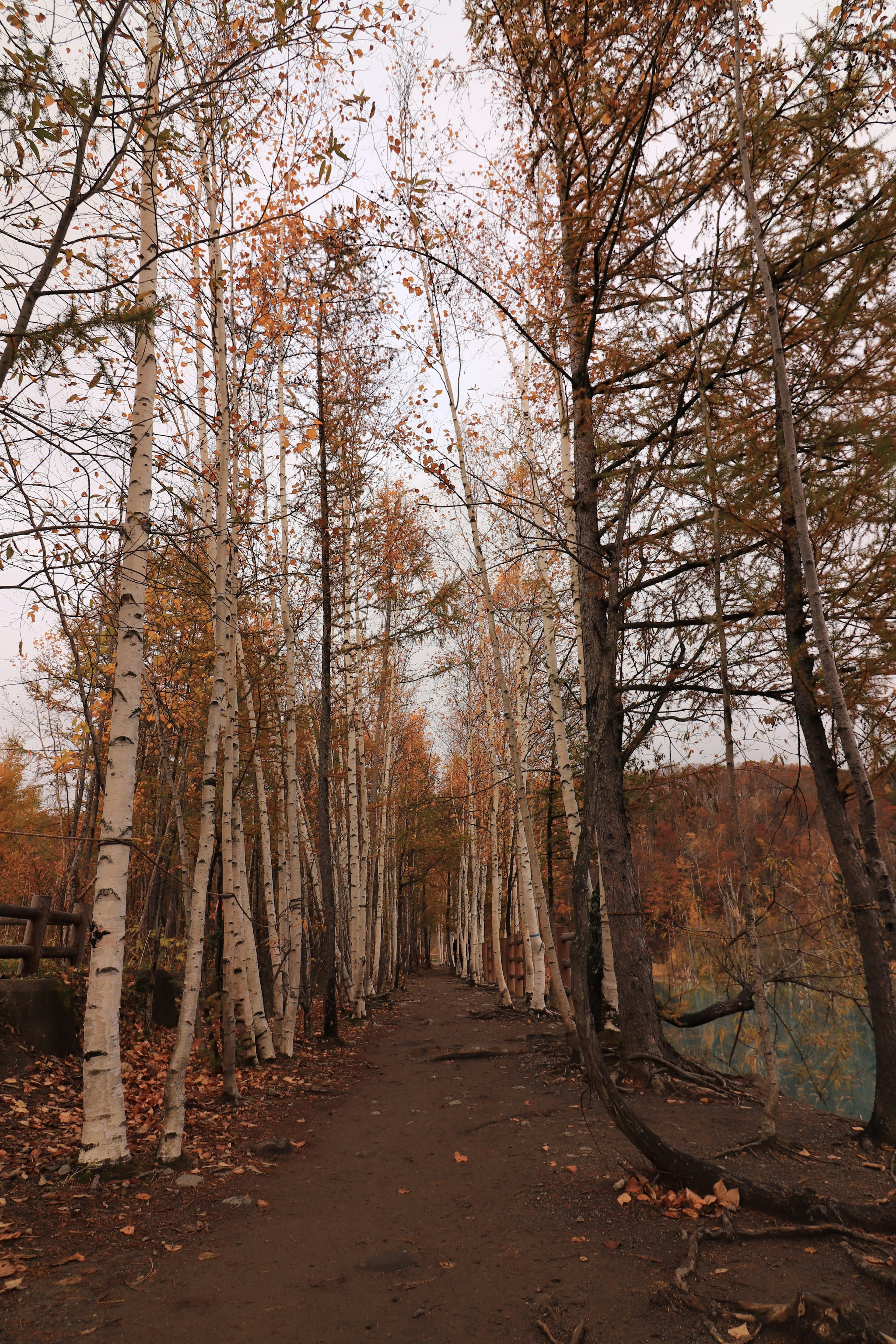 Camino flanqueado por árboles de abedul blanco en un paisaje otoñal