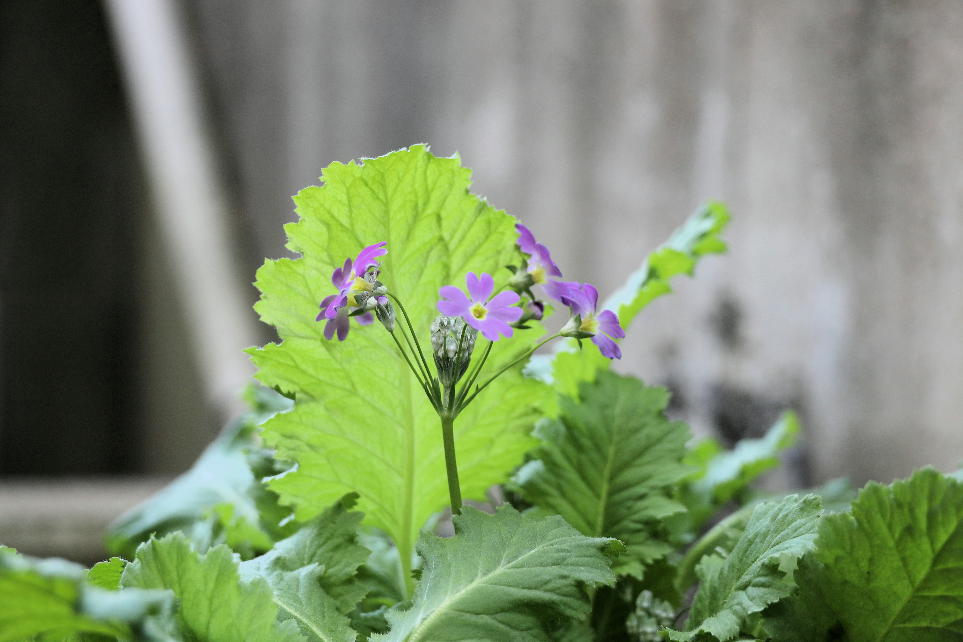 Primo piano di una pianta con foglie verdi e fiori viola