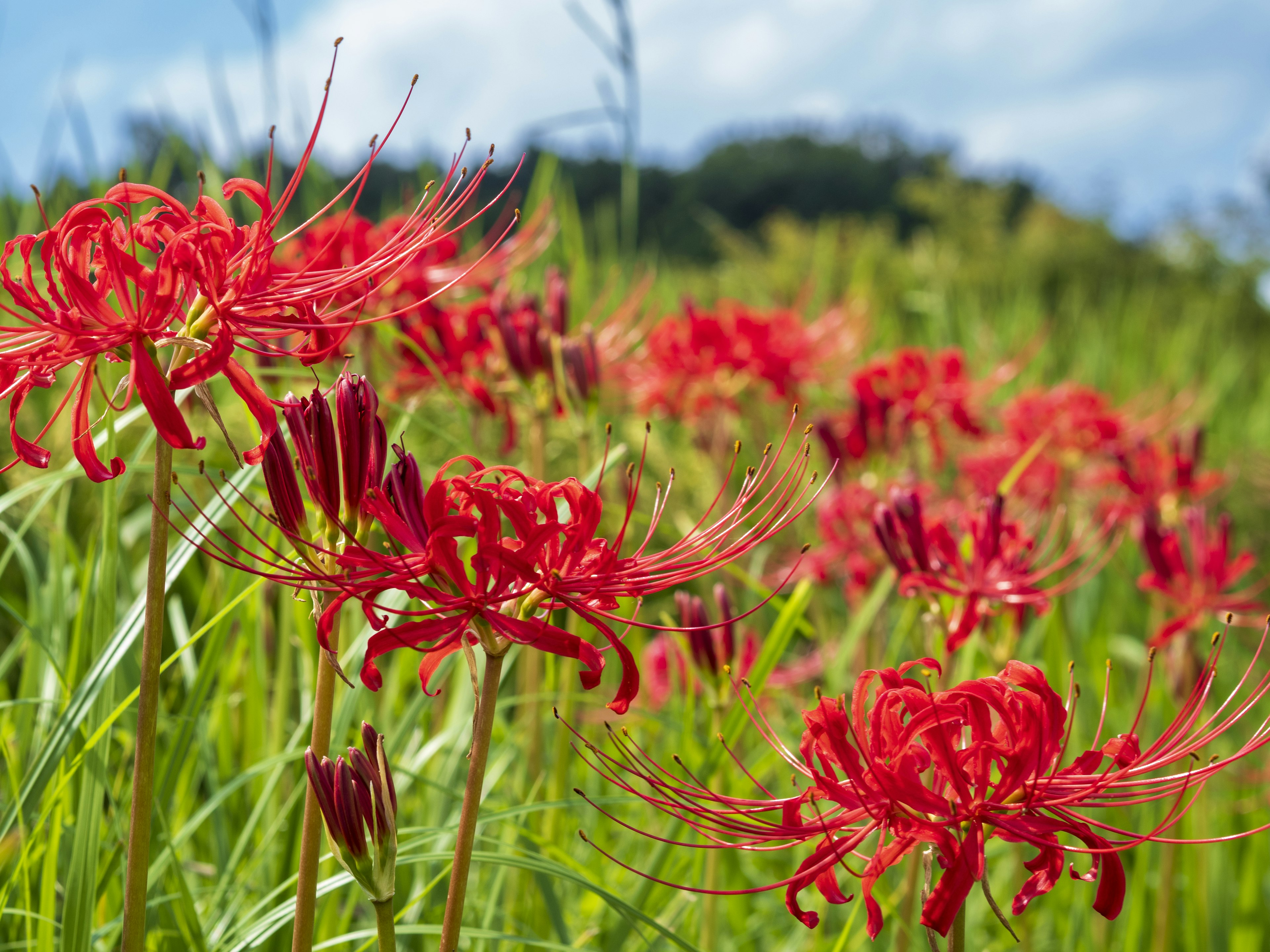 Campo de lirios araña rojos bajo un cielo azul