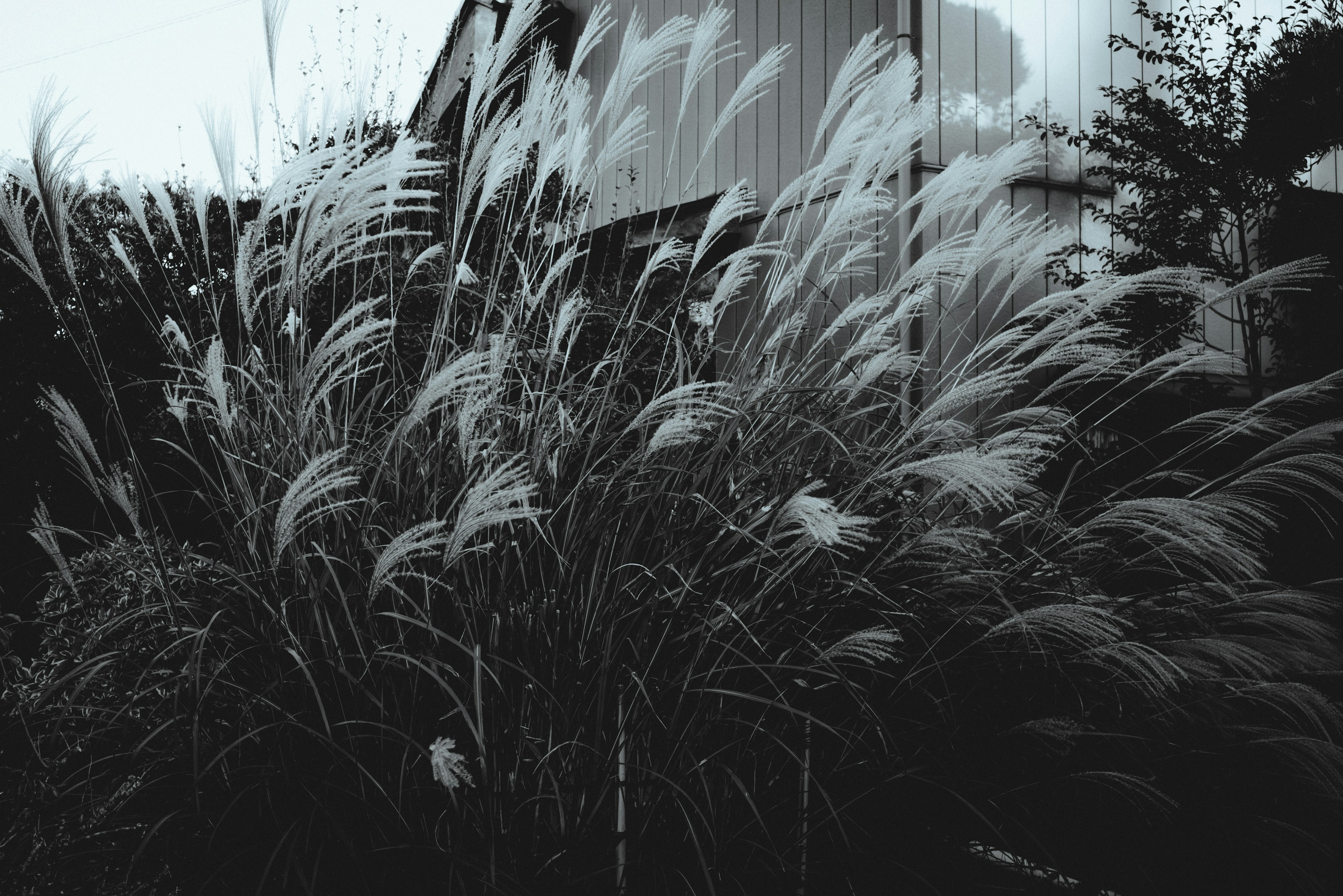 Foto en blanco y negro de hierba blanca balanceándose con el viento