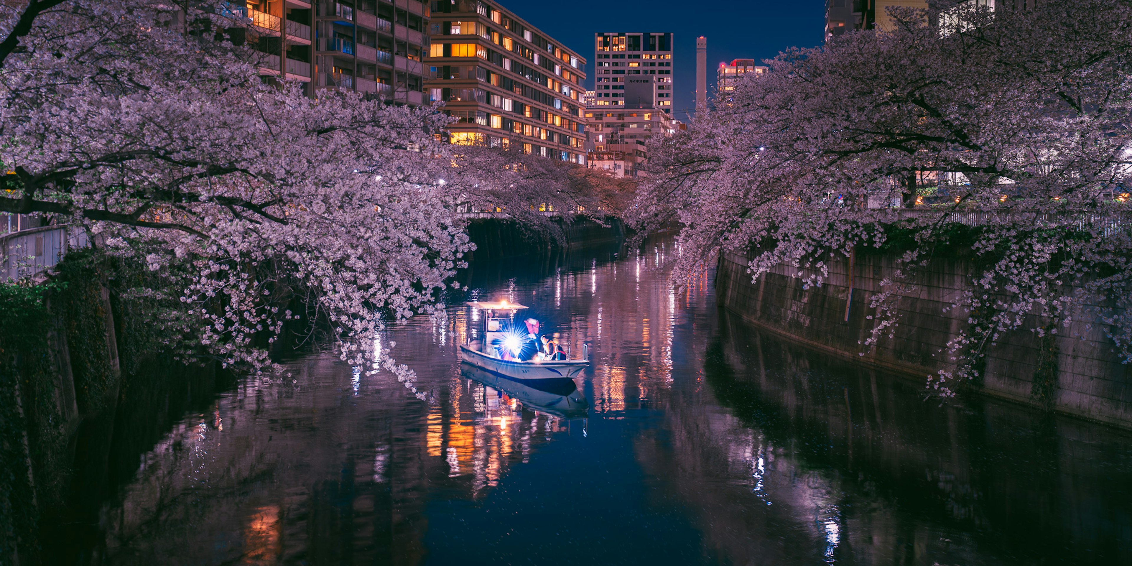 Beautiful night scene of cherry blossoms along the river with a boat