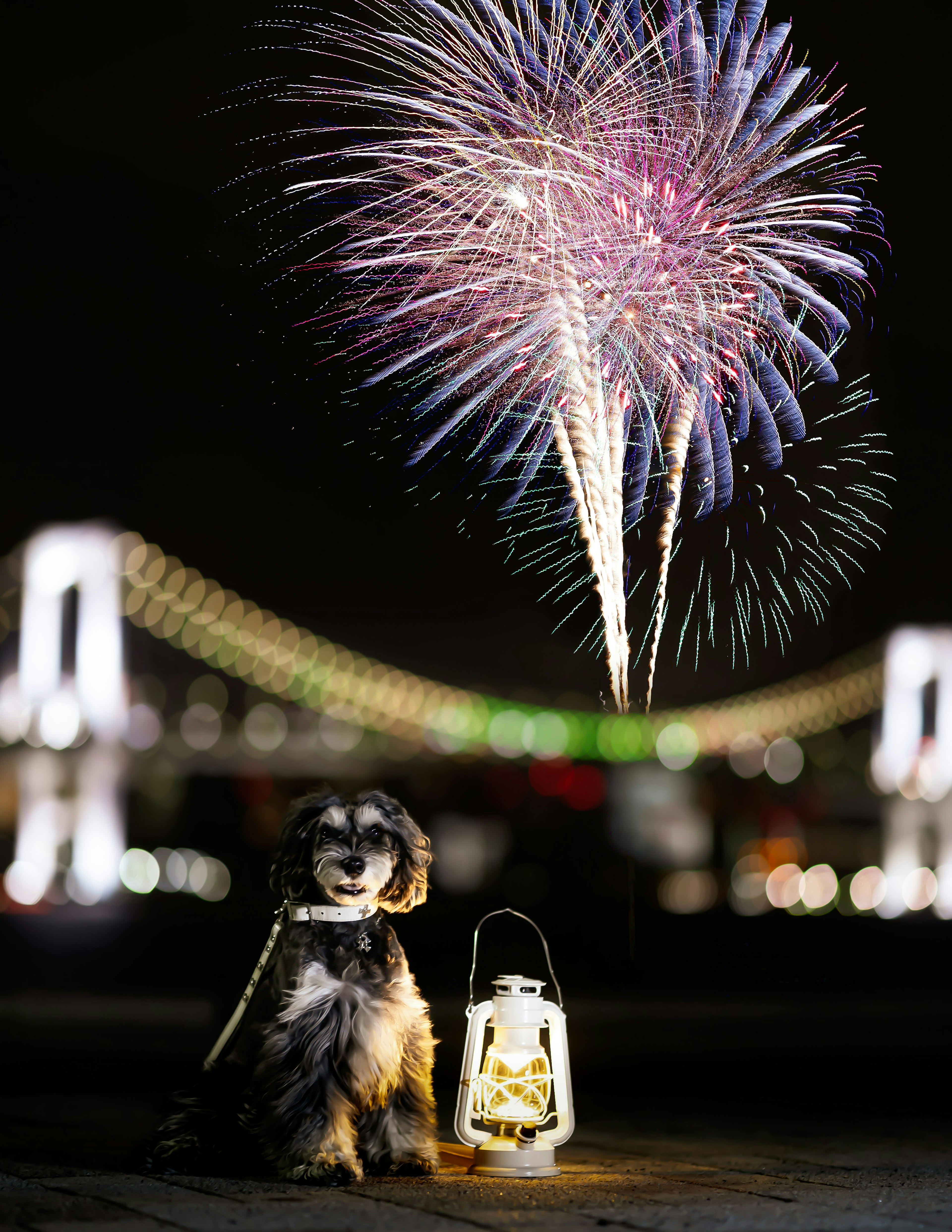 Ein Hund sitzt neben einer Laterne mit Feuerwerk am Nachthimmel