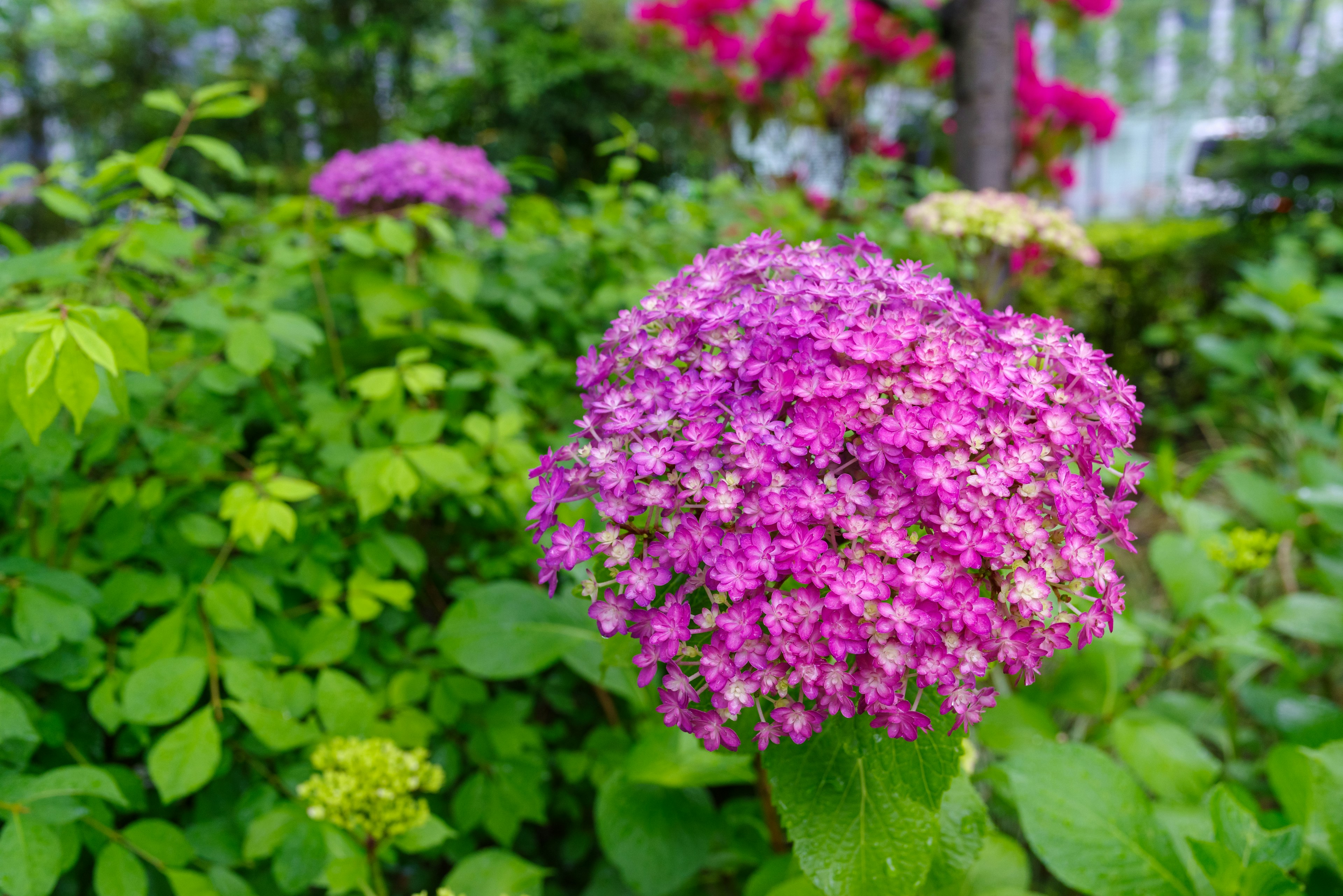 色とりどりの花が咲く庭の近くの美しいピンクの花