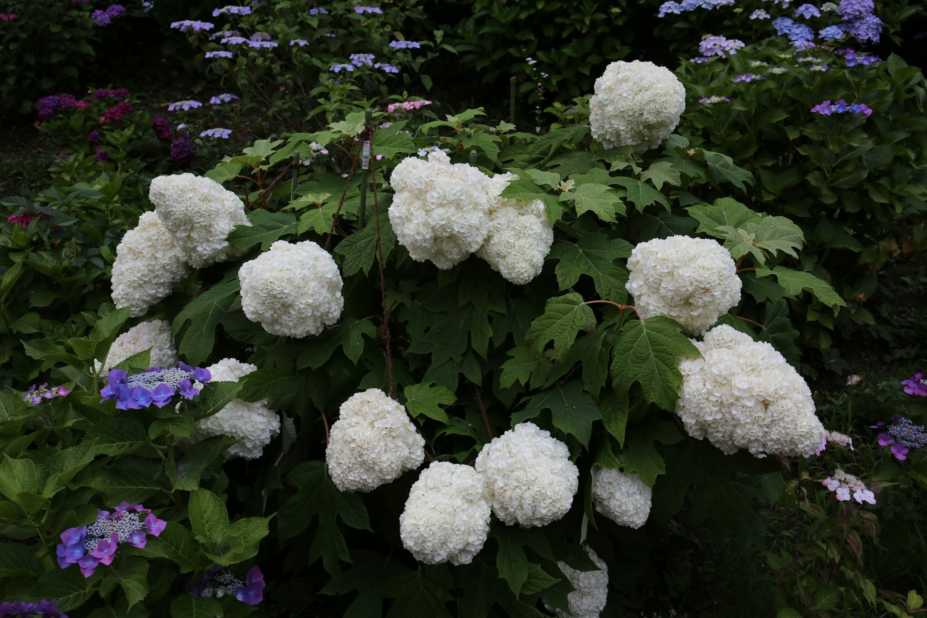 Hermoso jardín con un arbusto de flores blancas y flores moradas alrededor