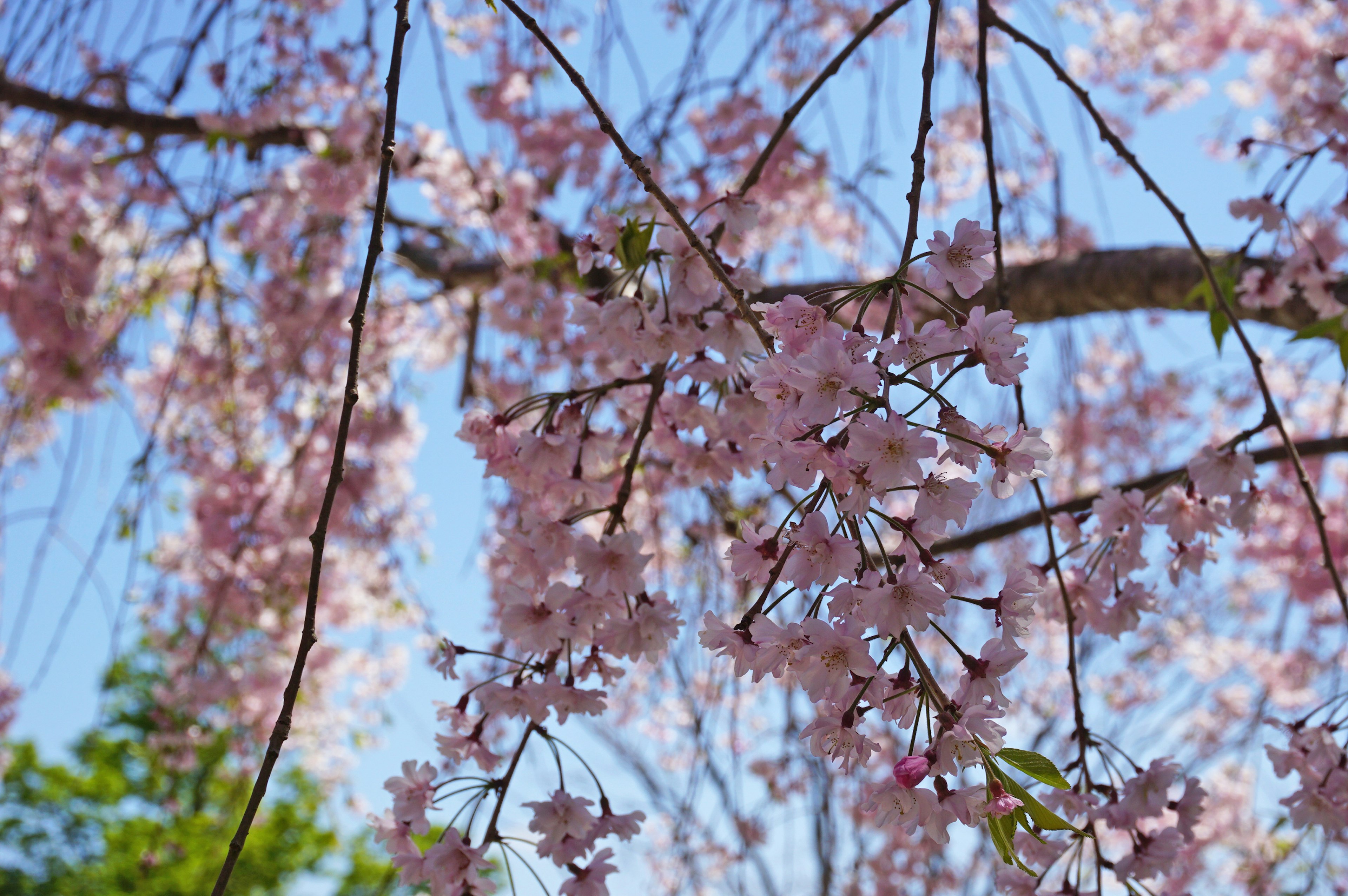 Bunga sakura mekar di bawah langit biru yang cerah