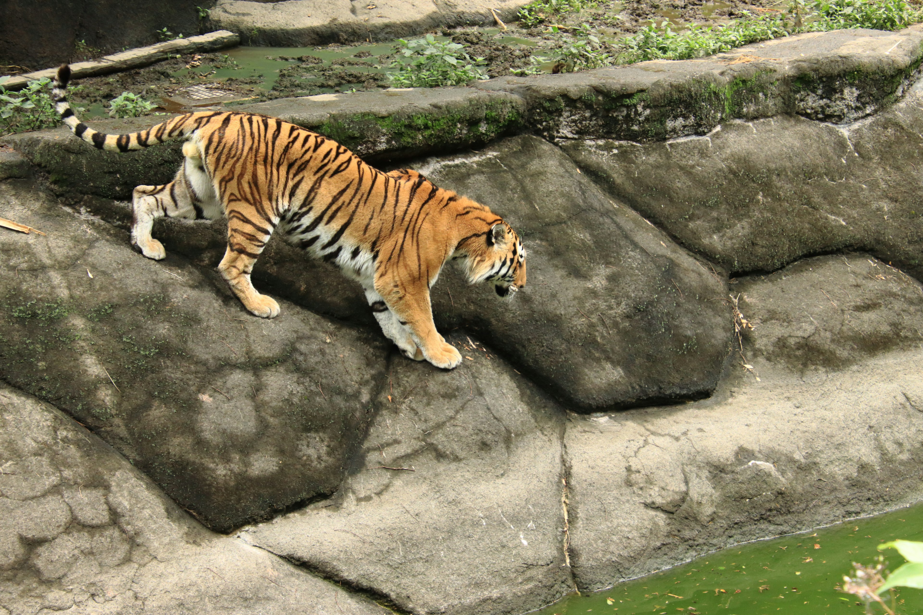 Tigre marchant sur des rochers près de l'eau verte