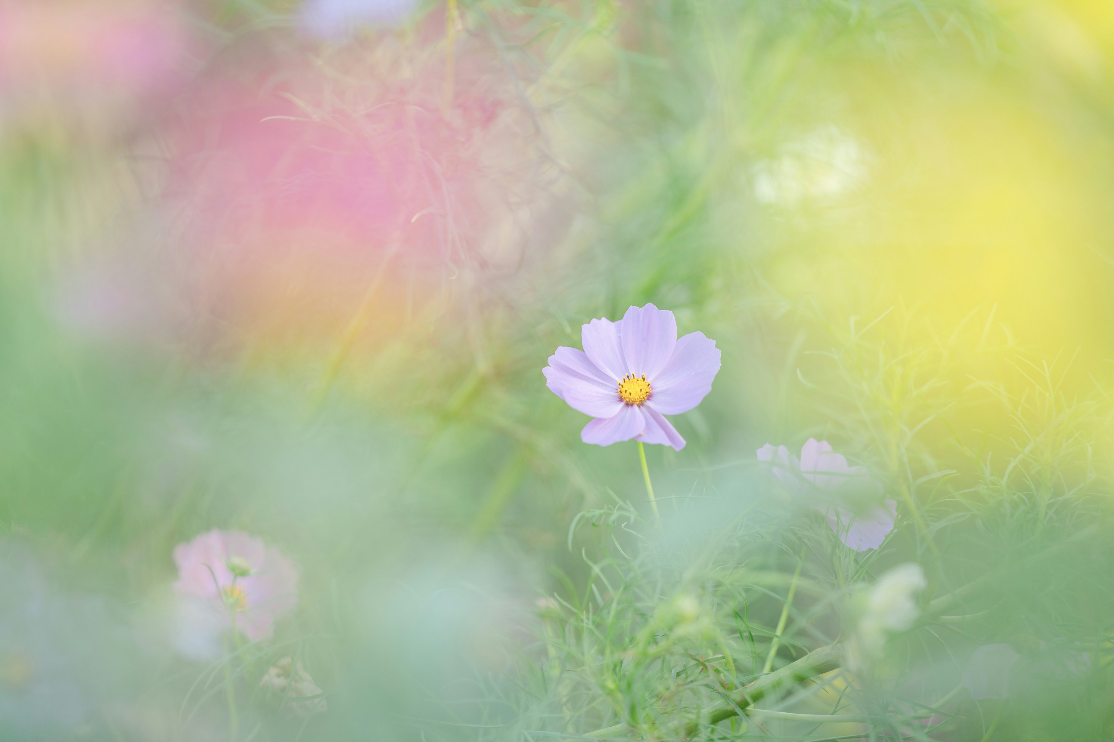 Un campo de flores desenfocado con una flor púrpura pálida en el centro