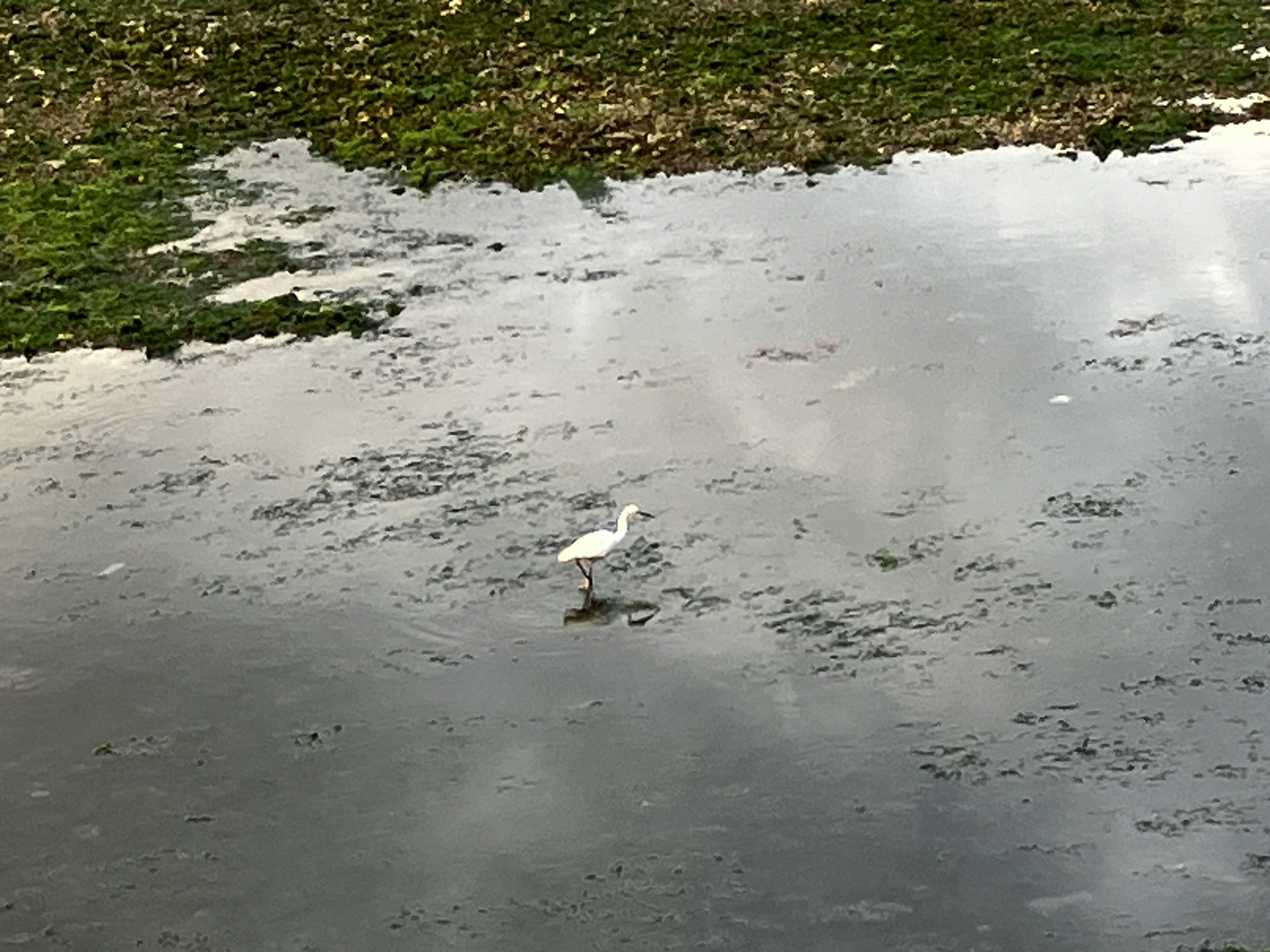 白い鳥が水辺で立っている風景