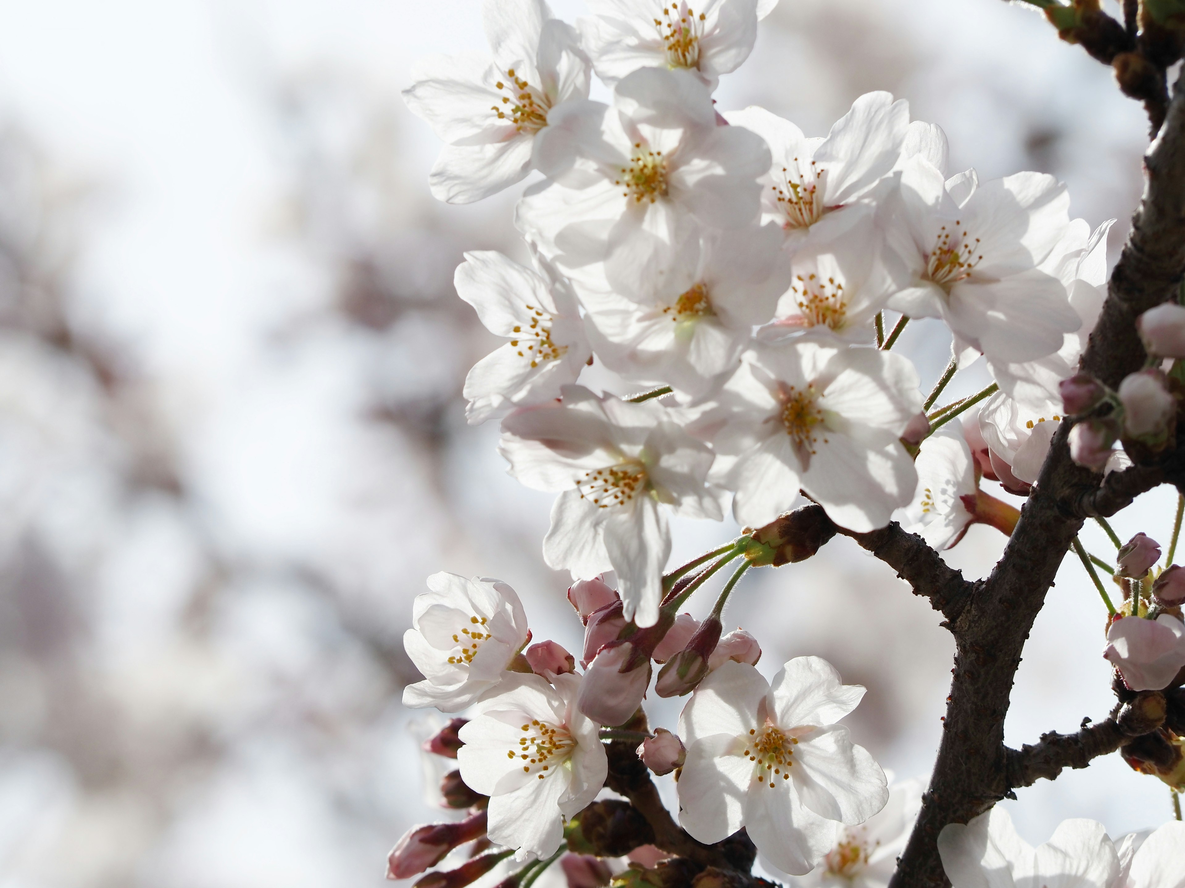 Nahaufnahme von Kirschblüten an einem Ast