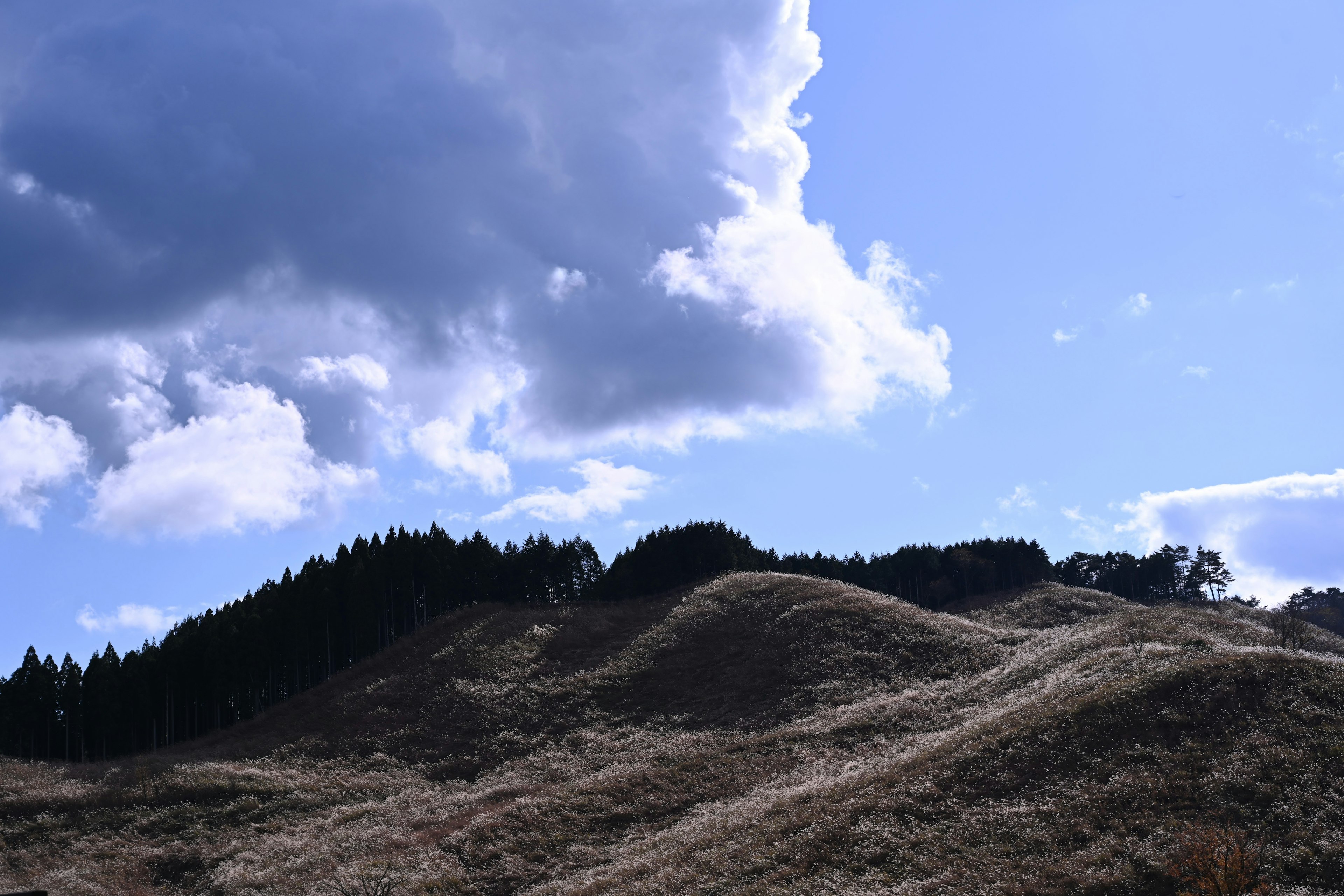 青空と雲の下の緩やかな丘陵風景