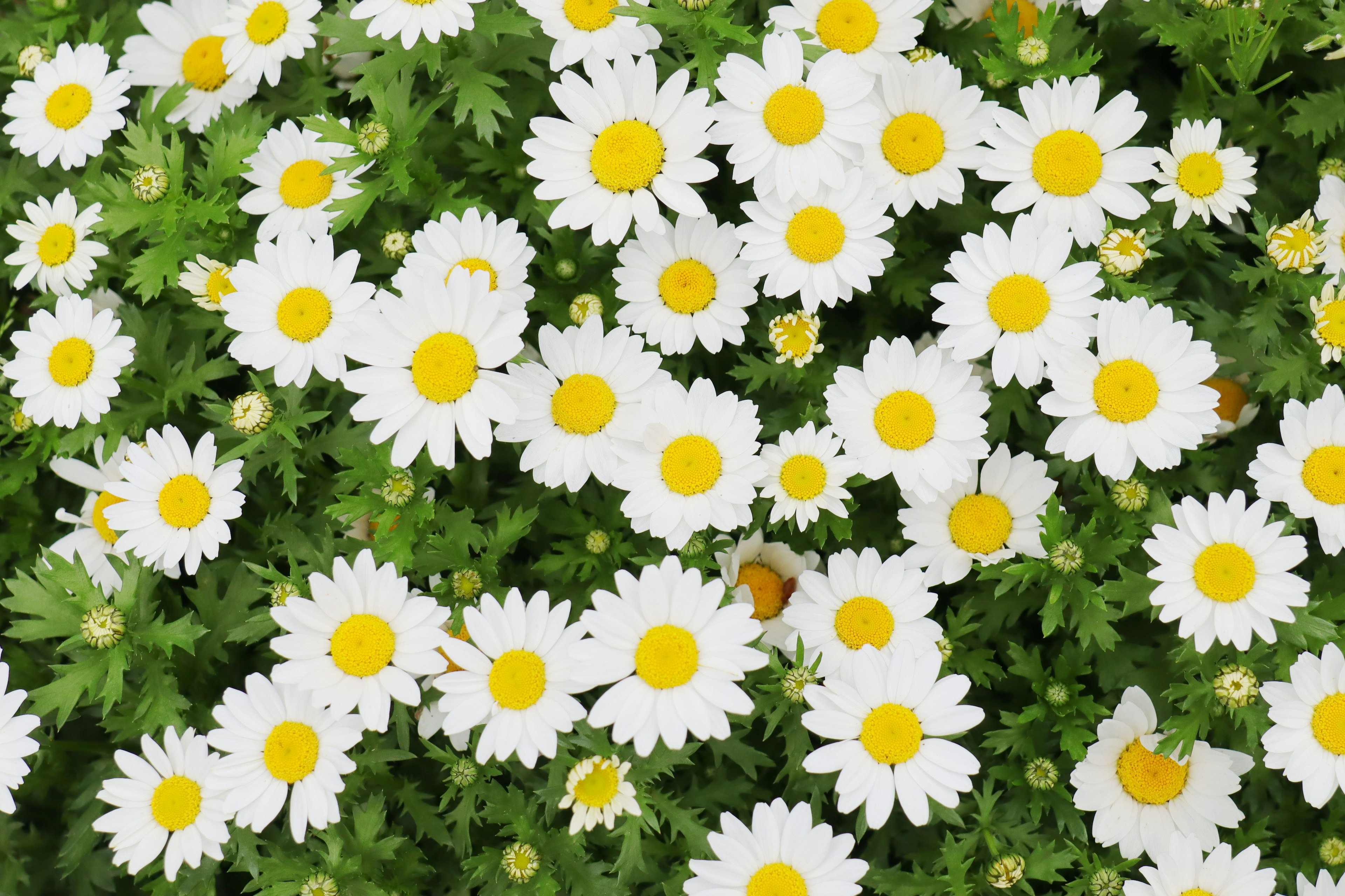 Una bella scena di giardino con fiori bianchi e centri gialli