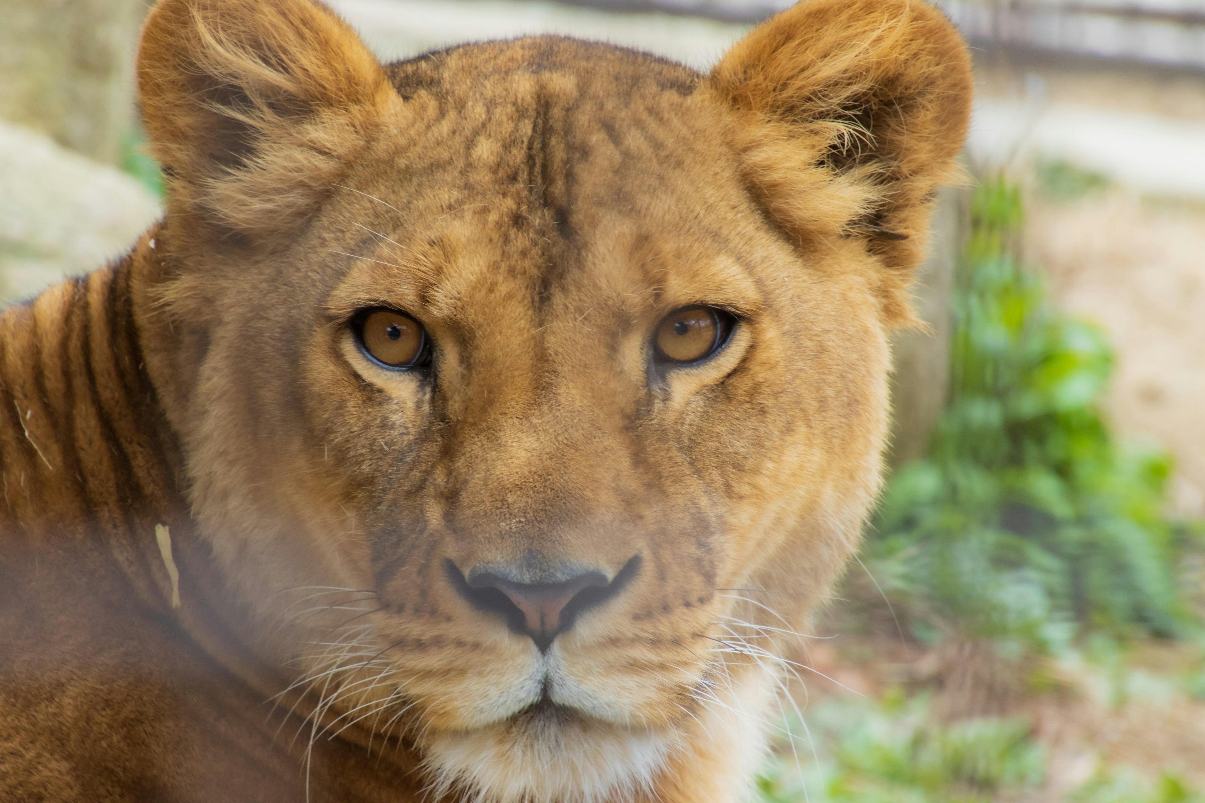 Close-up of a lioness's face with striking golden eyes and a calm expression