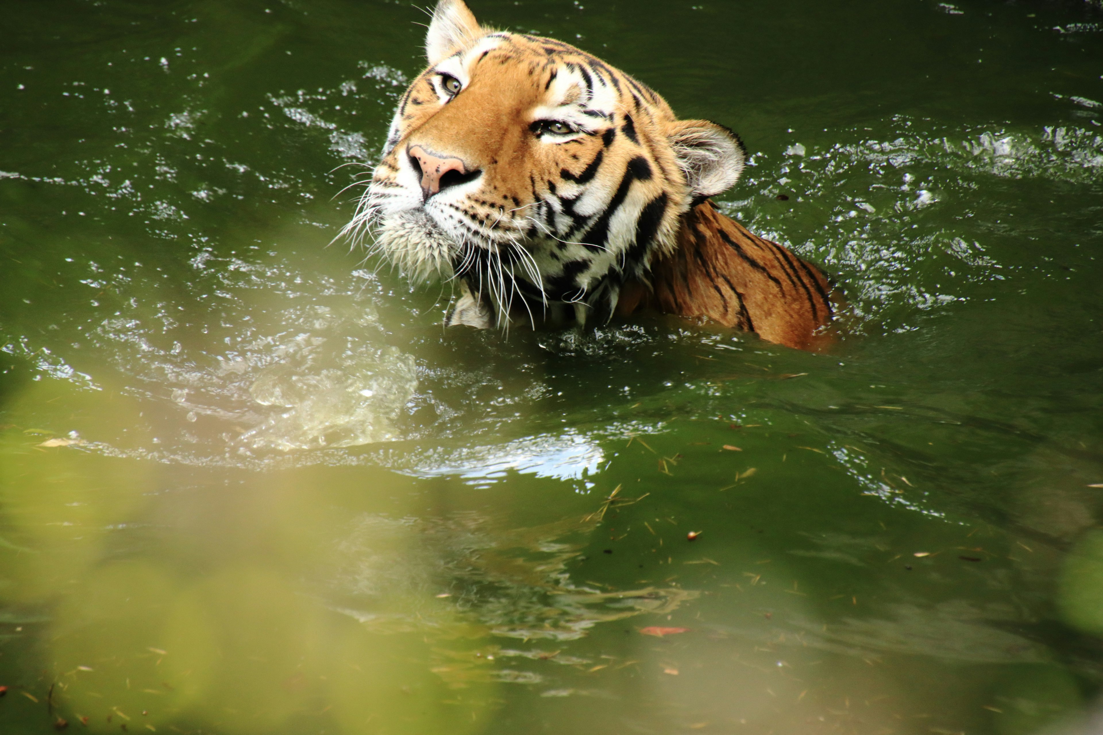 Seekor harimau yang sebagian terendam di dalam air dengan ekspresi fokus