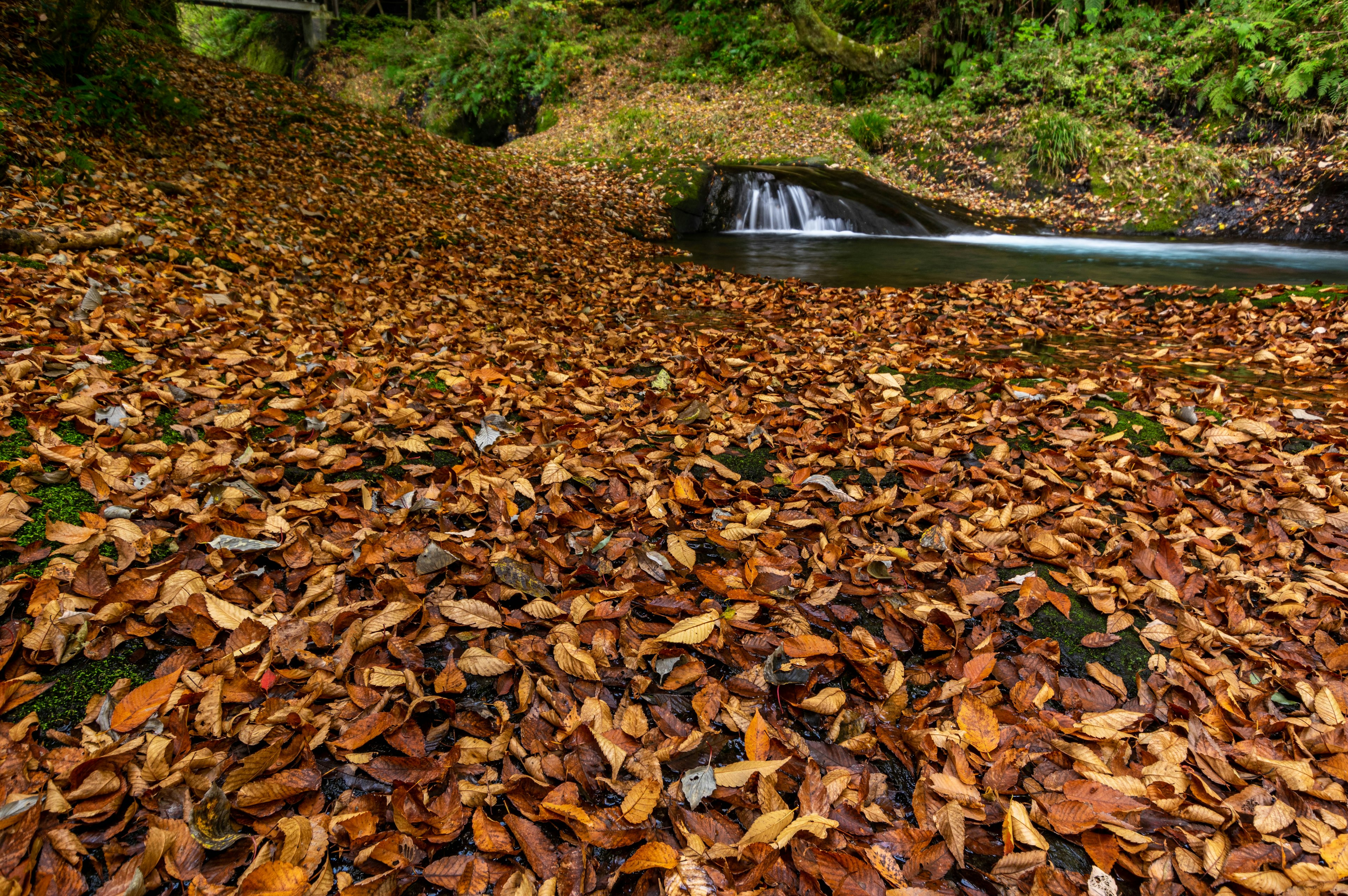 Vista escénica de un arroyo rodeado de hojas de otoño