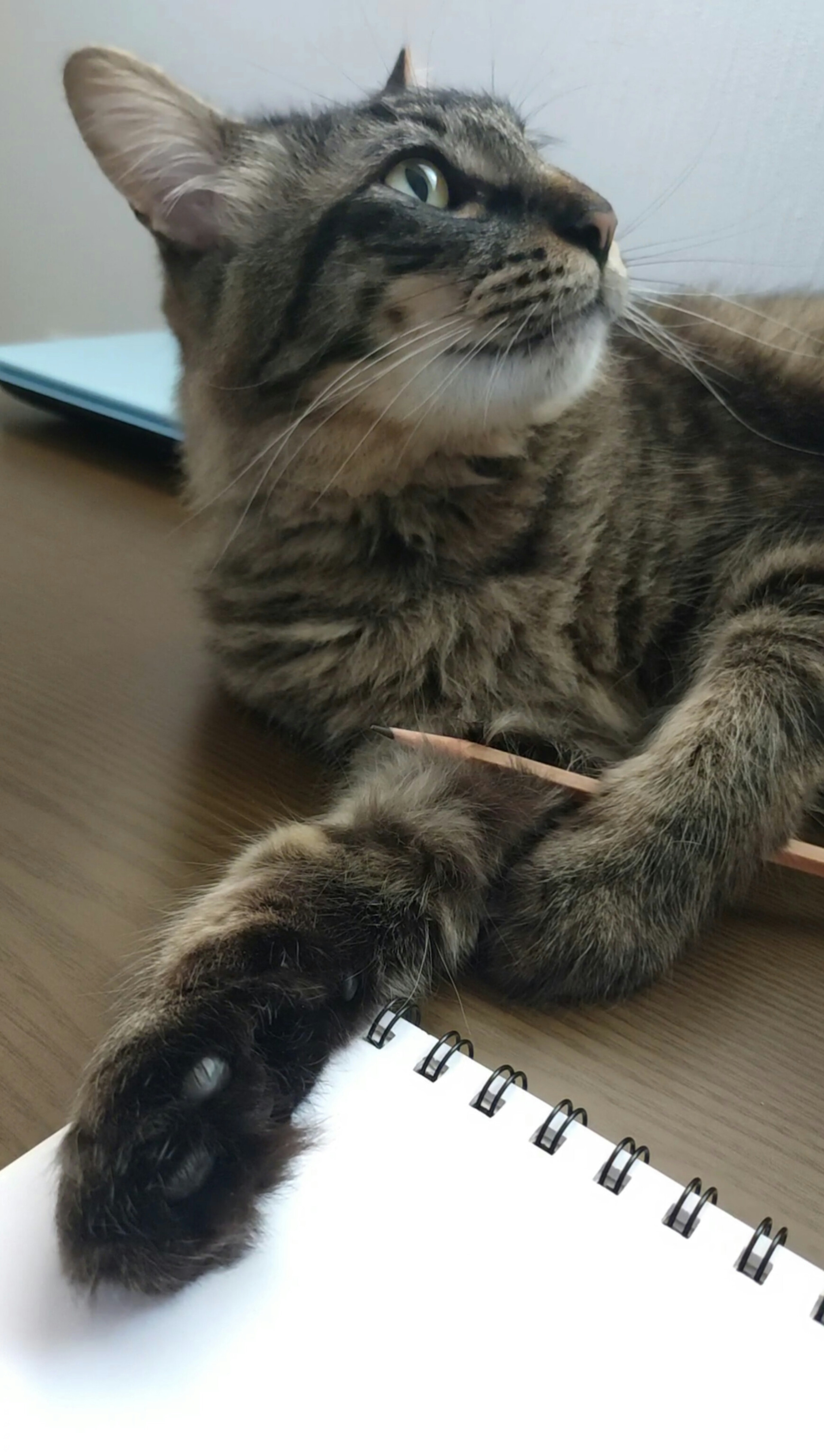 A brown cat resting its paw on a sketchbook on a wooden table