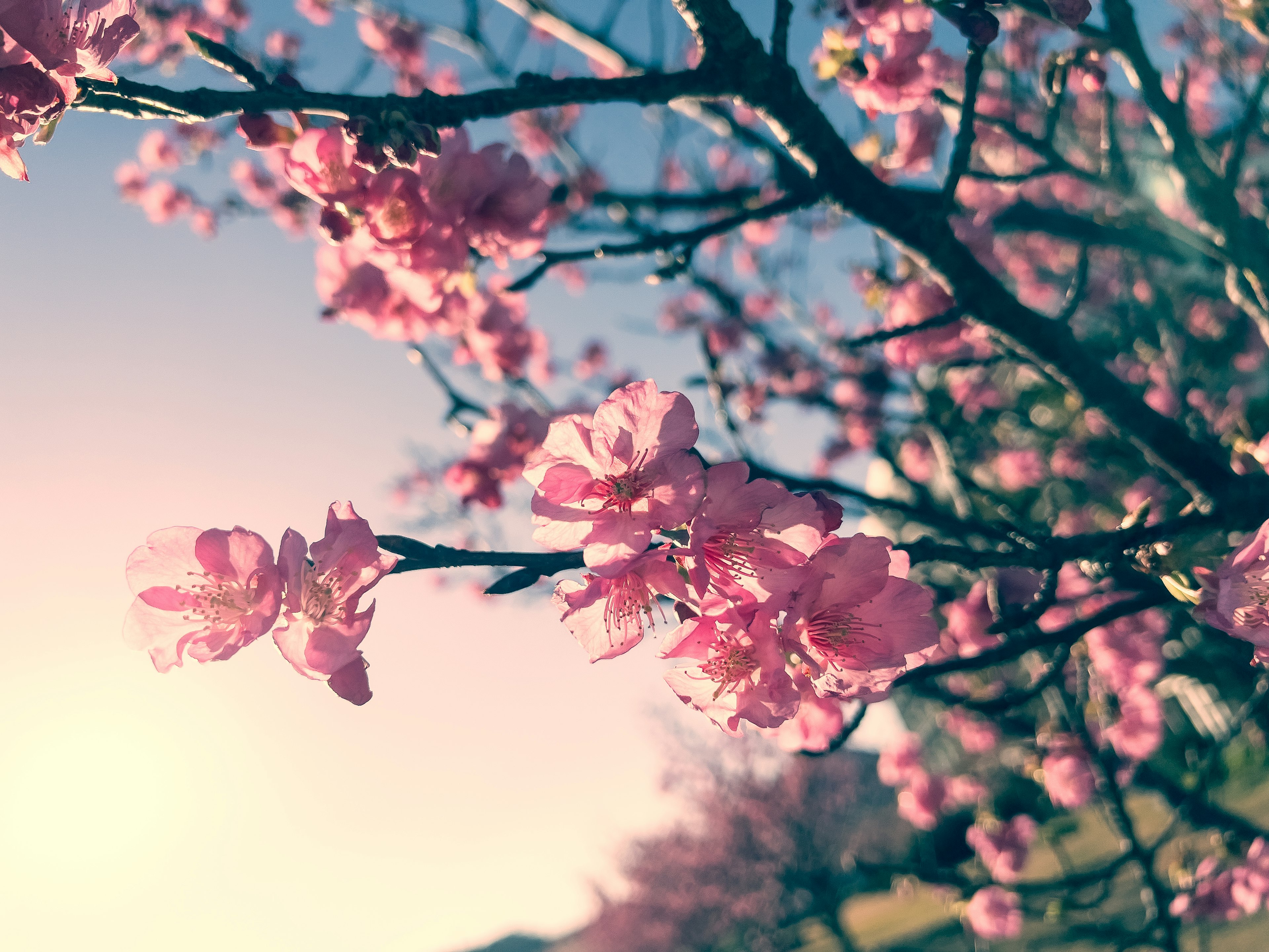 Kedekatan cabang bunga sakura yang mekar di bawah cahaya lembut dan langit cerah