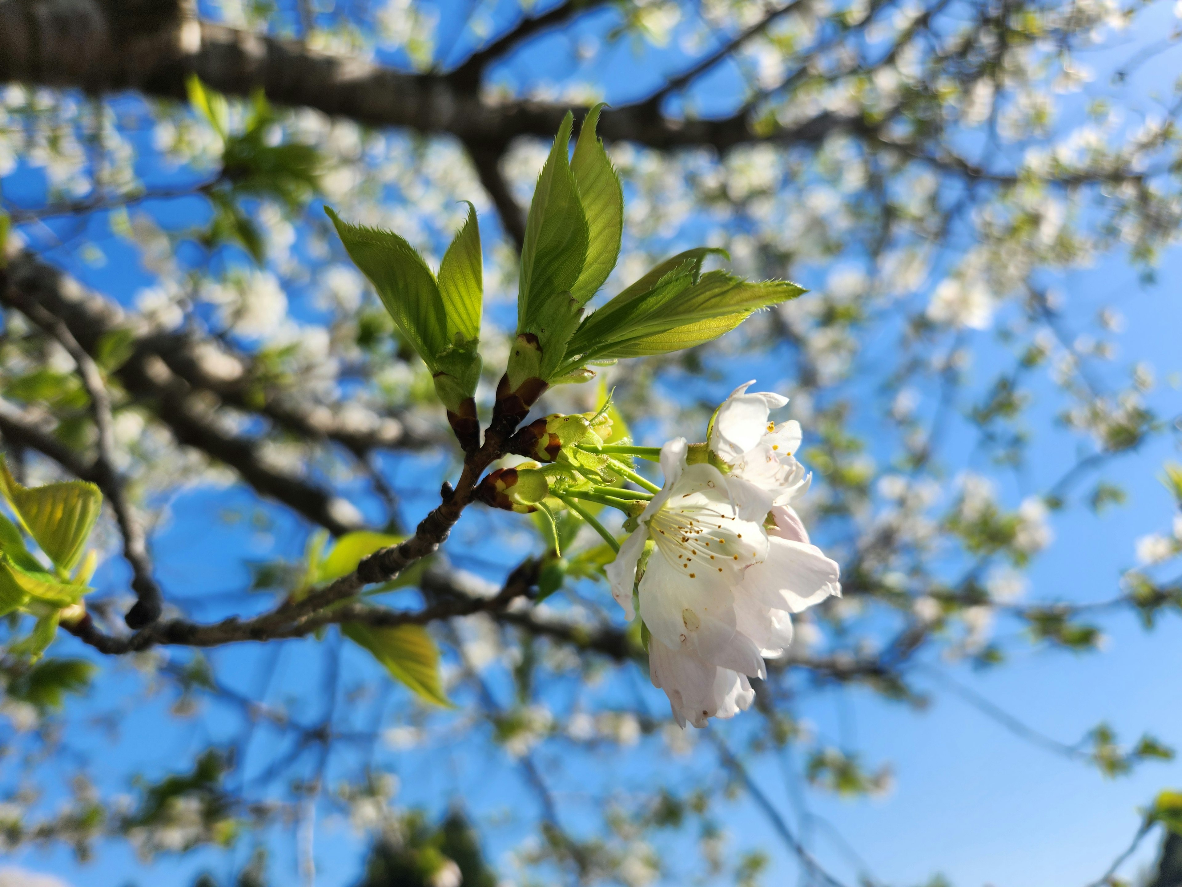 Rama con flores blancas y hojas verdes bajo un cielo azul