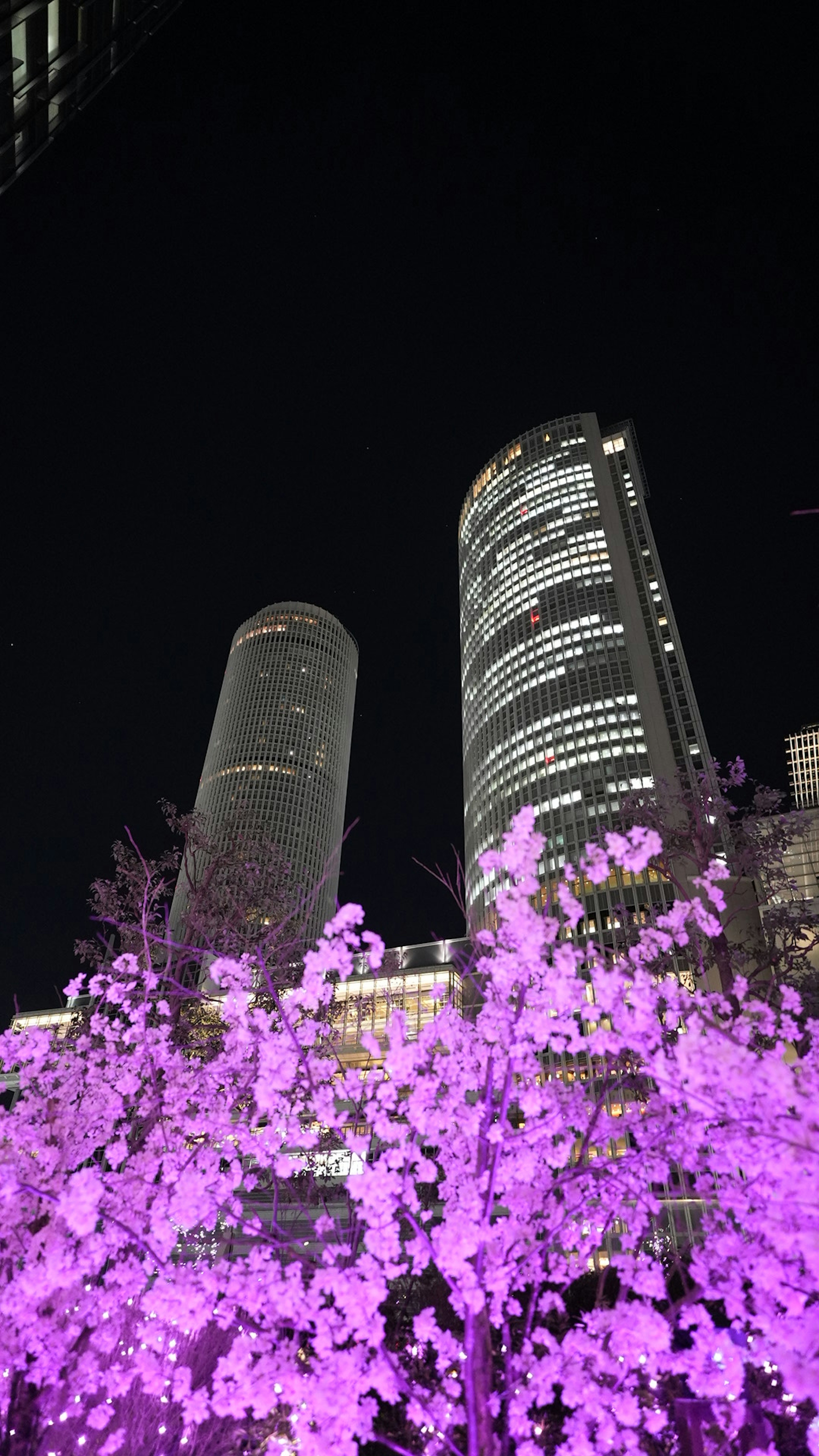 夜空に映える紫色の桜の花と高層ビル