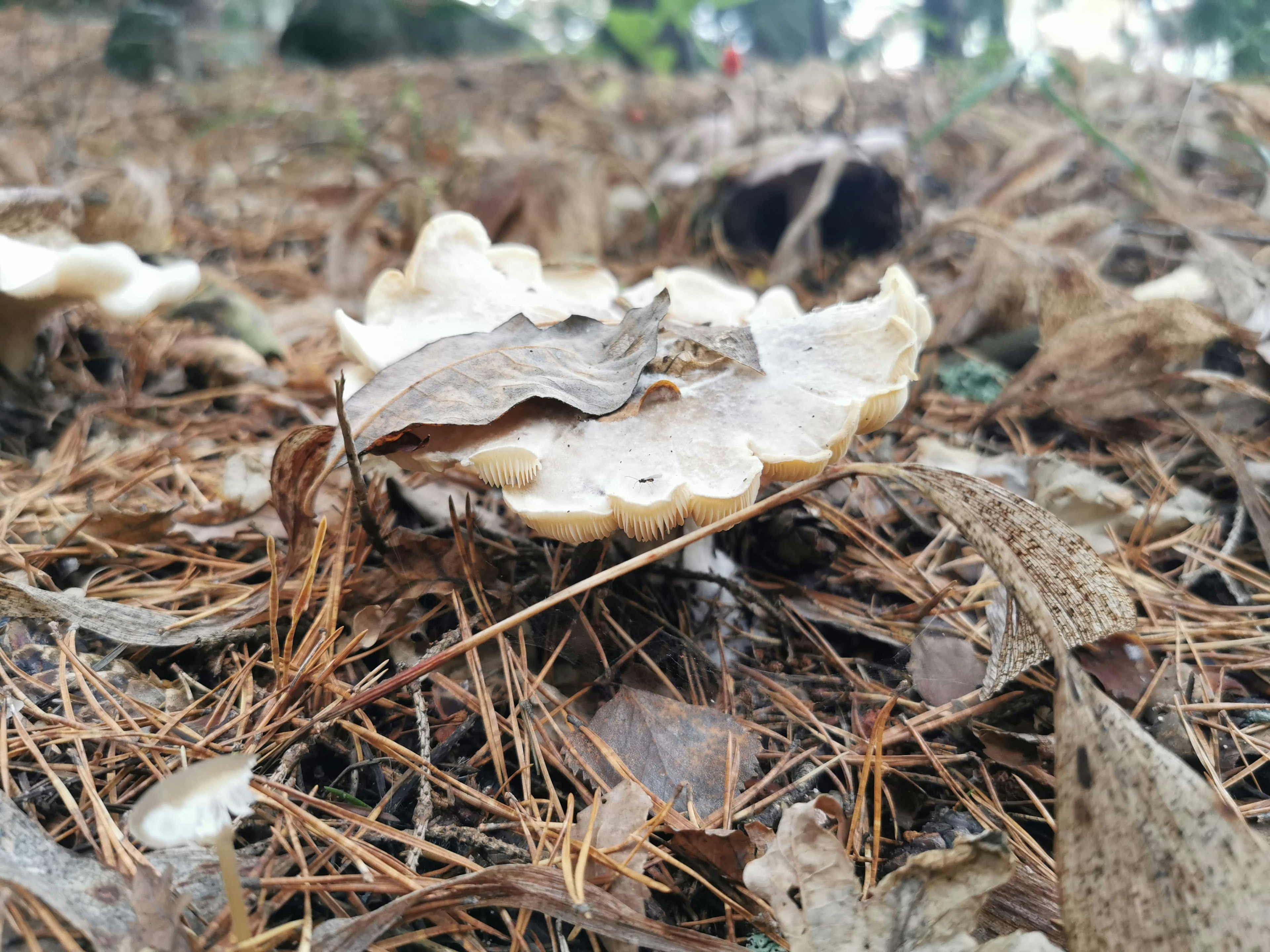 Jamur putih di atas jarum pinus dengan daun yang jatuh