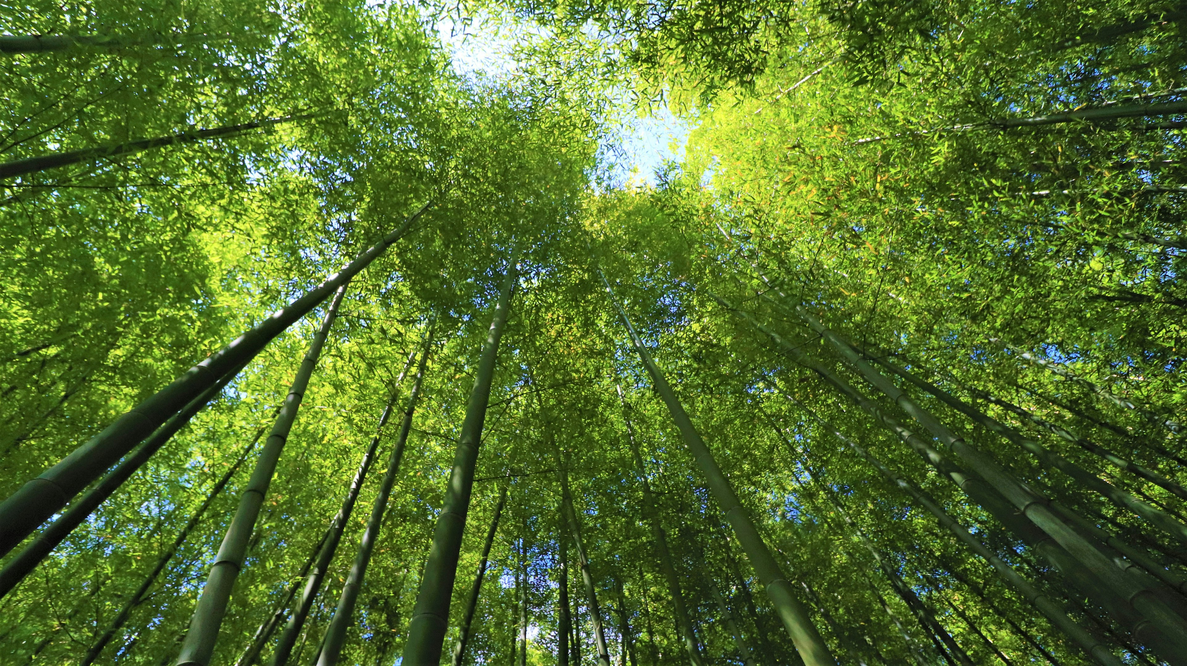 Pemandangan ke atas hutan bambu yang subur dengan daun hijau cerah dan langit biru