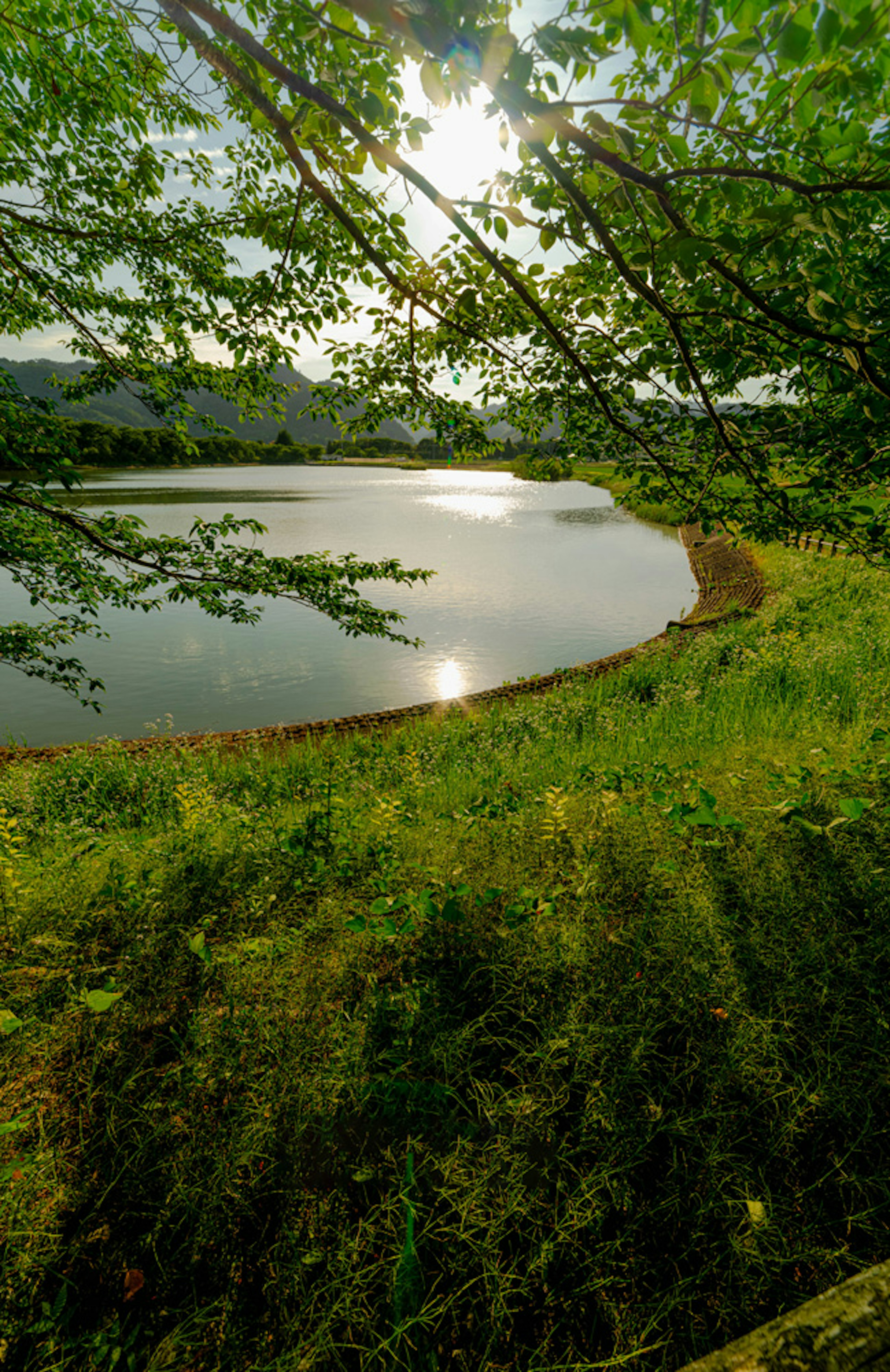 Serene lake view with lush green grass and trees