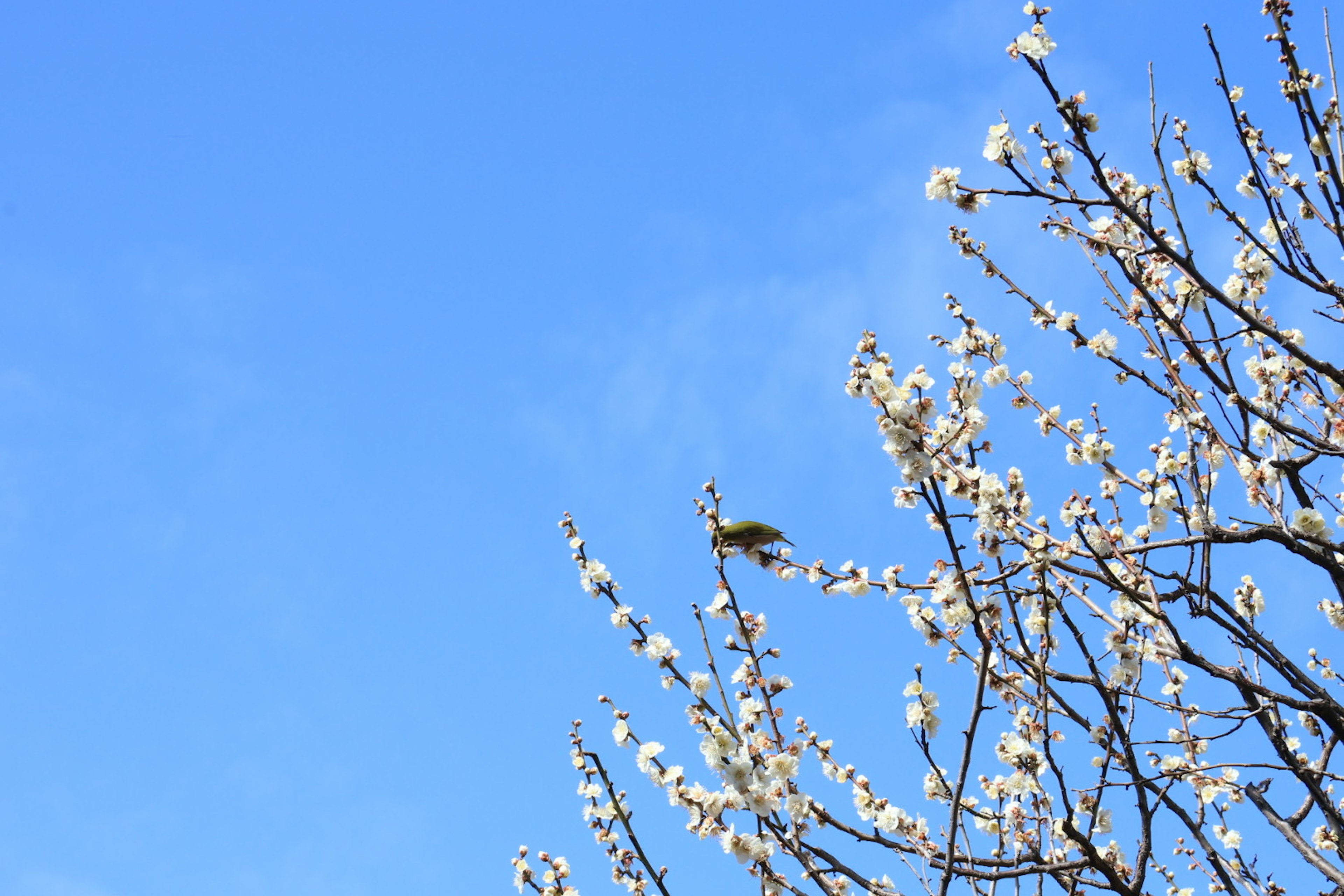 A small bird perched on a flowering tree under a blue sky