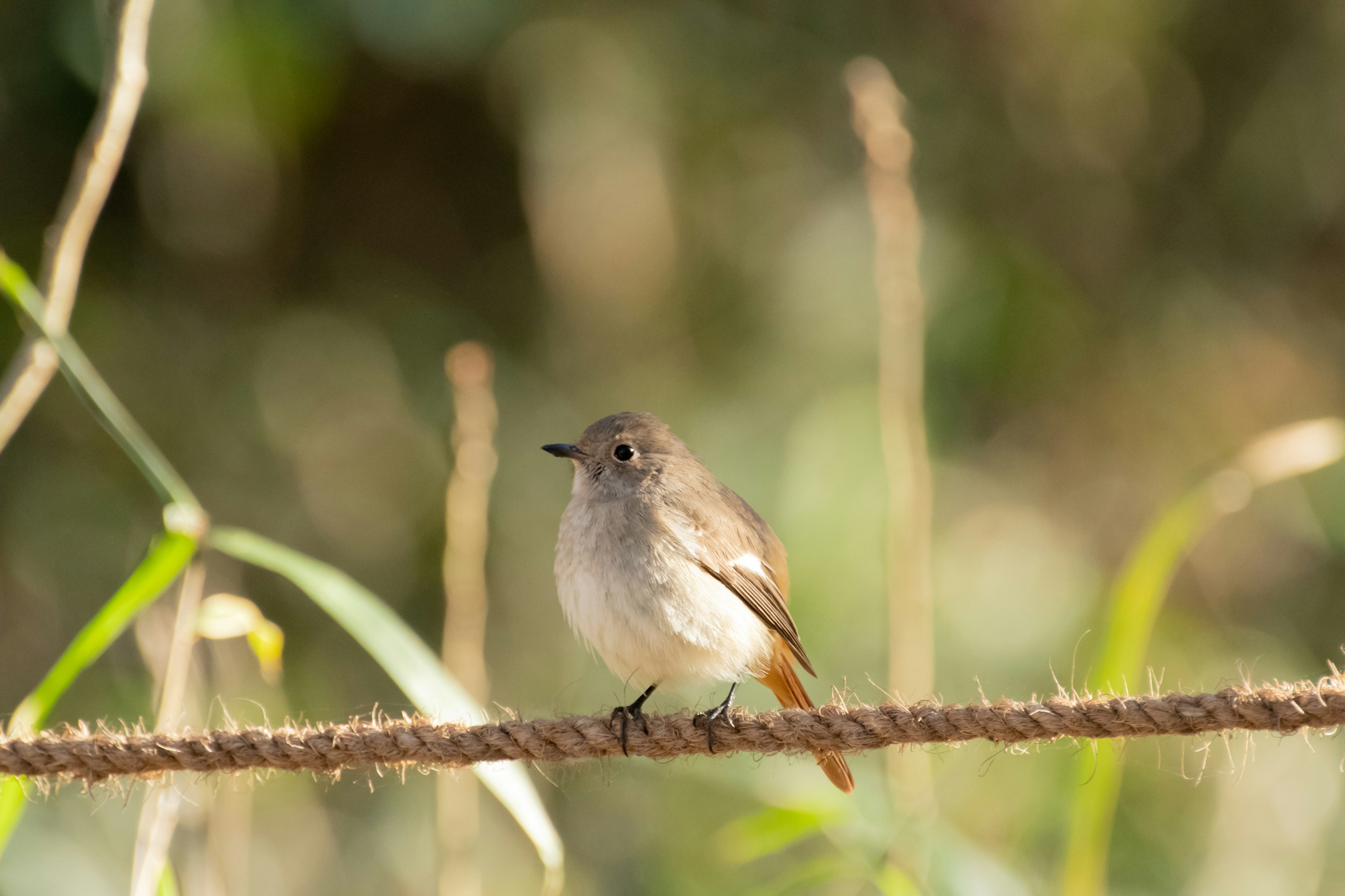 A small bird perched on a rope with a blurred green background